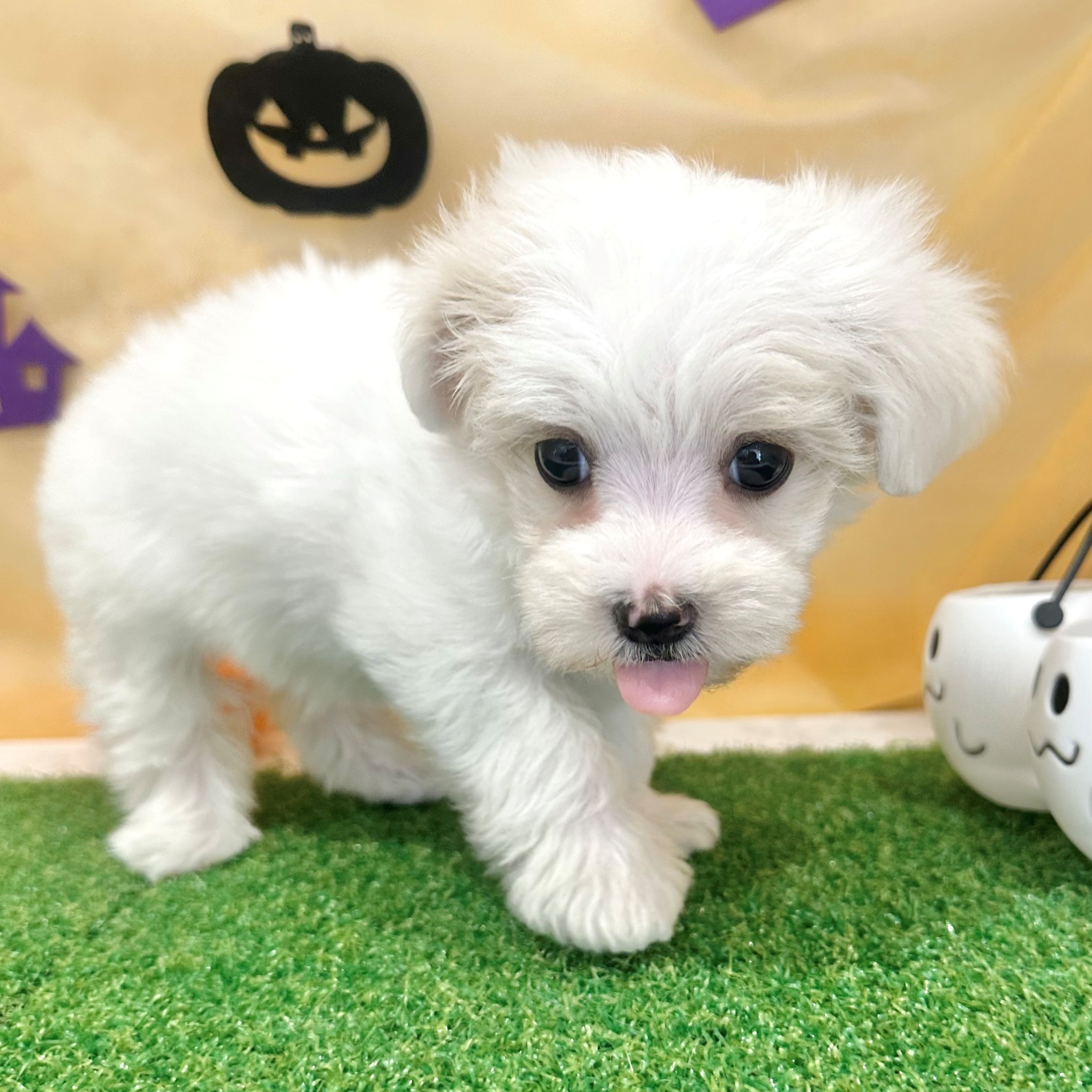 福岡県のマルプー(マルチーズ×プードル) (犬の家＆猫の里くりえいと宗像店/2026年7月11日生まれ/女の子/ホワイト)の子犬の3枚目の画像