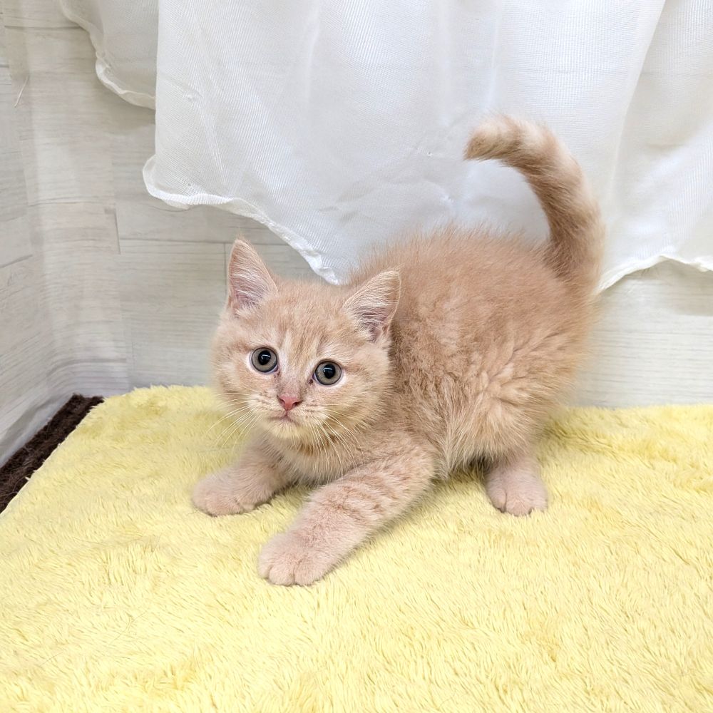 愛知県のマンチカン (犬の家＆猫の里碧南店/2026年7月8日生まれ/男の子/クリームタビー)の子猫の3枚目の画像