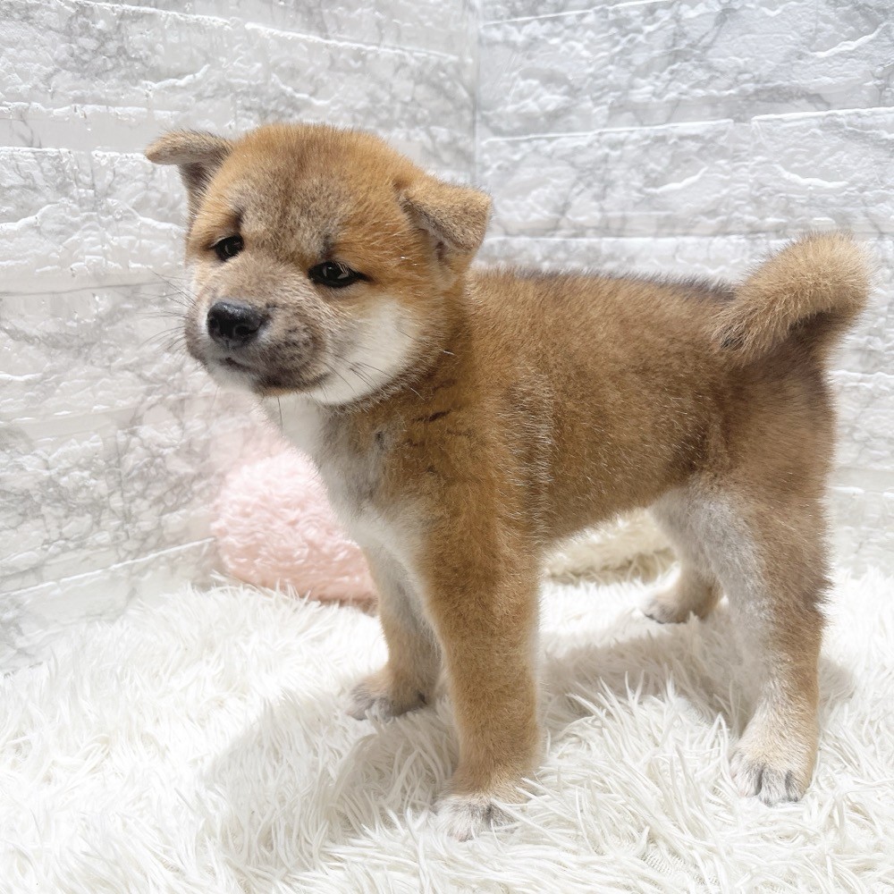 愛知県の柴犬(標準サイズ) (犬の家＆猫の里MiO香久山店/2026年7月12日生まれ/男の子/赤)の子犬の3枚目の画像