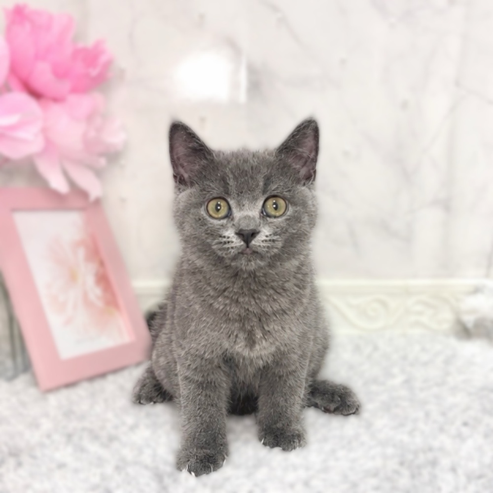 福井県のブリティッシュショートヘアー (犬の家＆猫の里福井店/2026年7月9日生まれ/女の子/ブルー)の子猫の3枚目の画像
