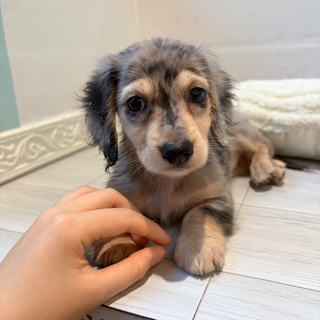 愛知県のミニチュアダックスフンド(ロング) (犬の家＆猫の里春日井本店/2026年7月12日生まれ/男の子/シルバーダップル)の子犬の3枚目の画像