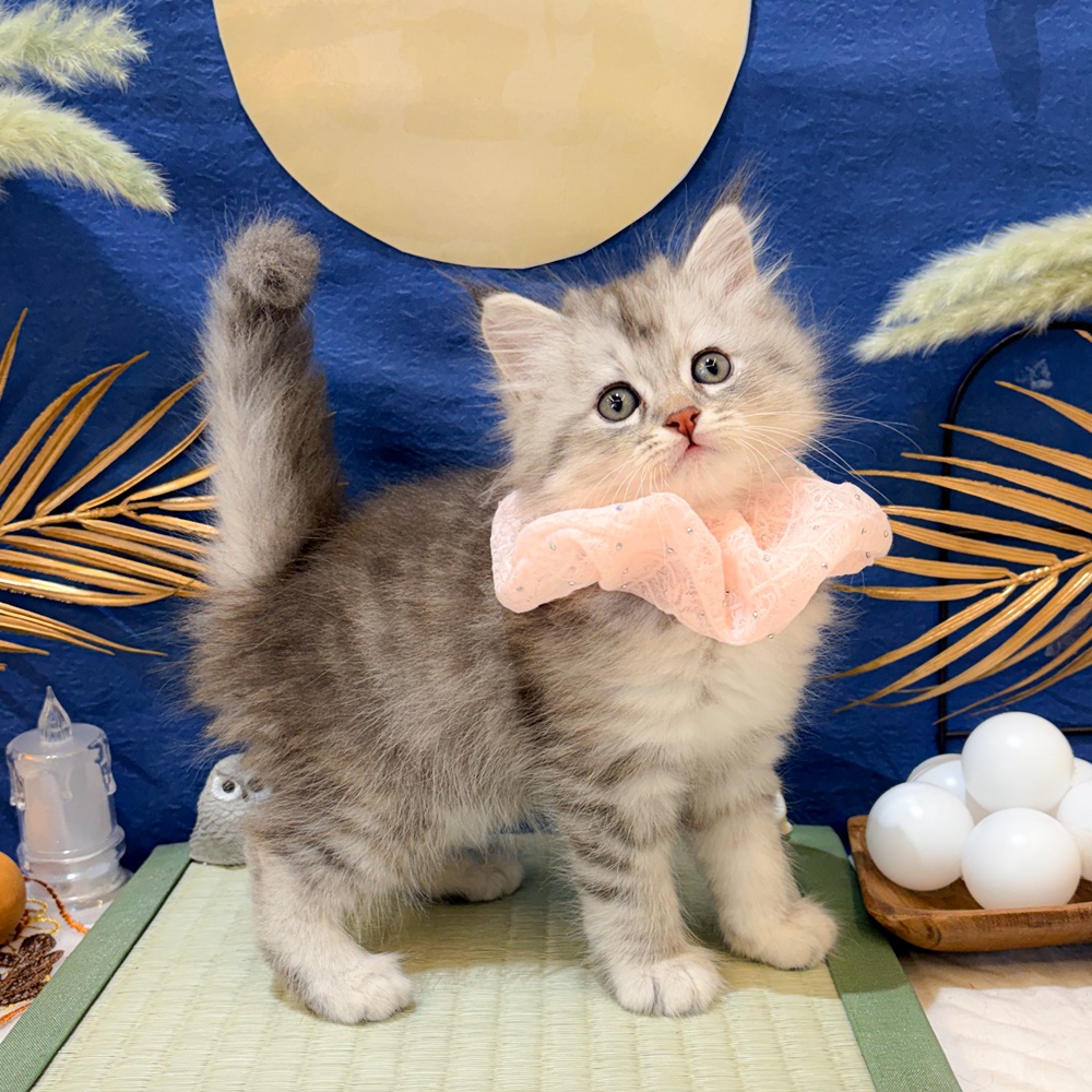 静岡県のサイベリアン (犬の家＆猫の里富士店/2026年7月11日生まれ/女の子/シルバーパッチドタビー)の子猫の3枚目の画像