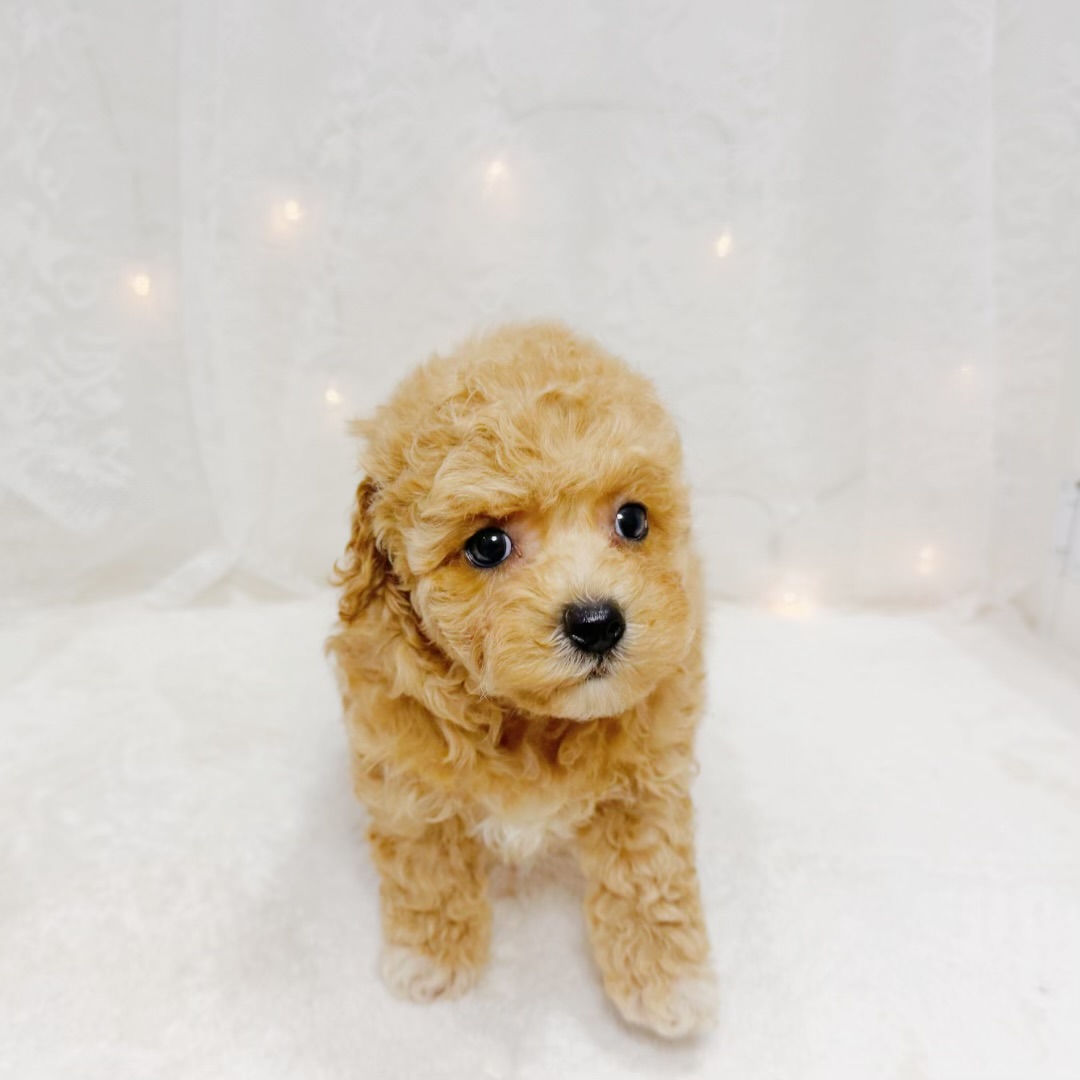 千葉県のビションプー(ビションフリーゼ×プードル) (犬の家＆猫の里BIGHOPガーデンモール印西店/2026年7月13日生まれ/女の子/アプリコット)の子犬の3枚目の画像