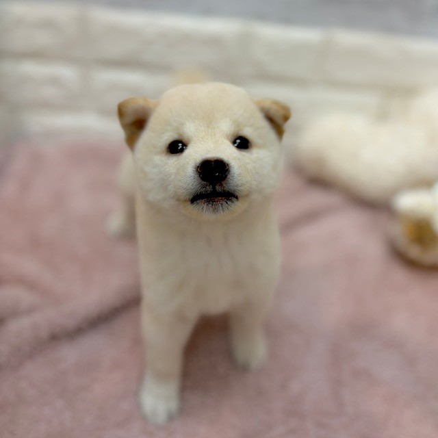 静岡県の柴犬(標準サイズ) (犬の家＆猫の里プレ葉ウォーク浜北店/2026年7月13日生まれ/男の子/白)の子犬の3枚目の画像