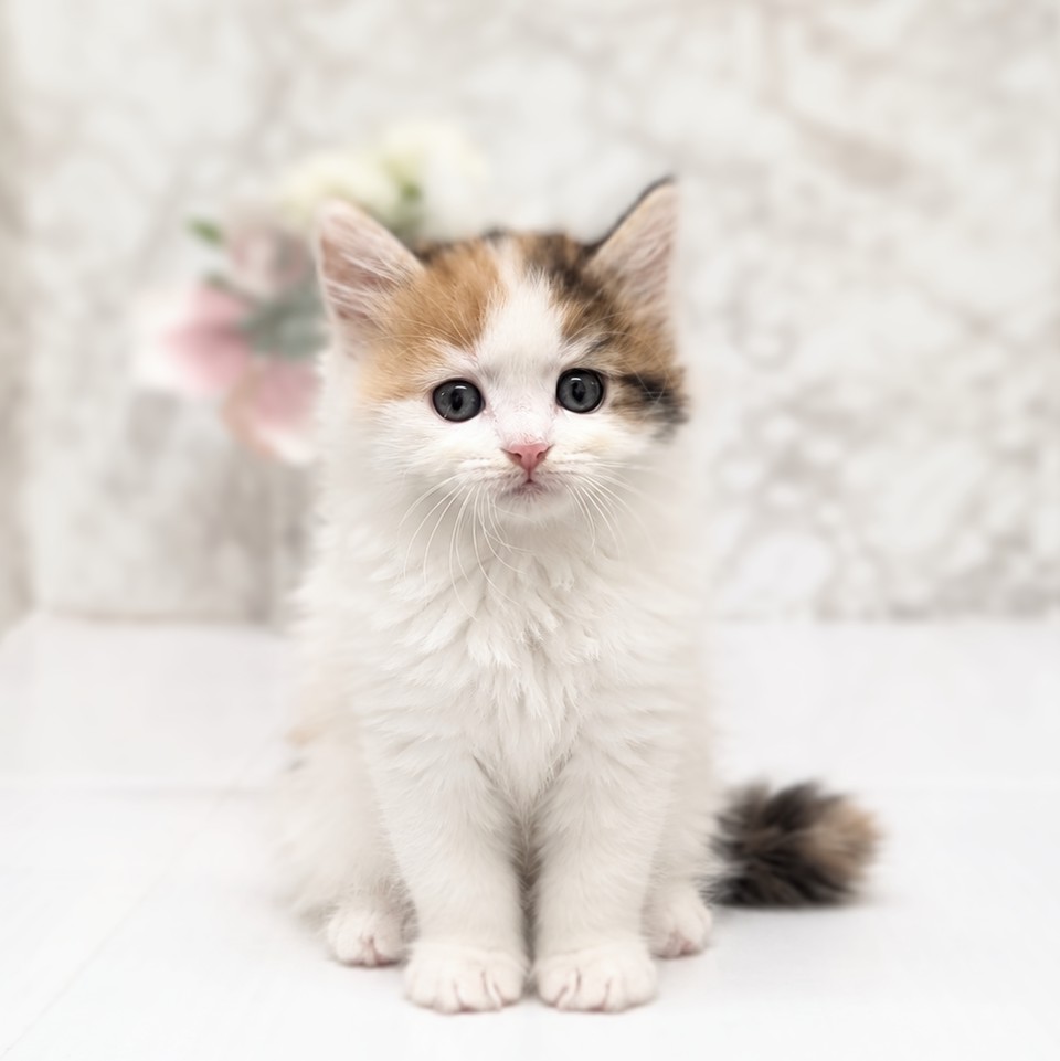 愛知県のサイベリアン (犬の家＆猫の里安城店/2026年7月13日生まれ/女の子/キャリコ)の子猫の1枚目の画像
