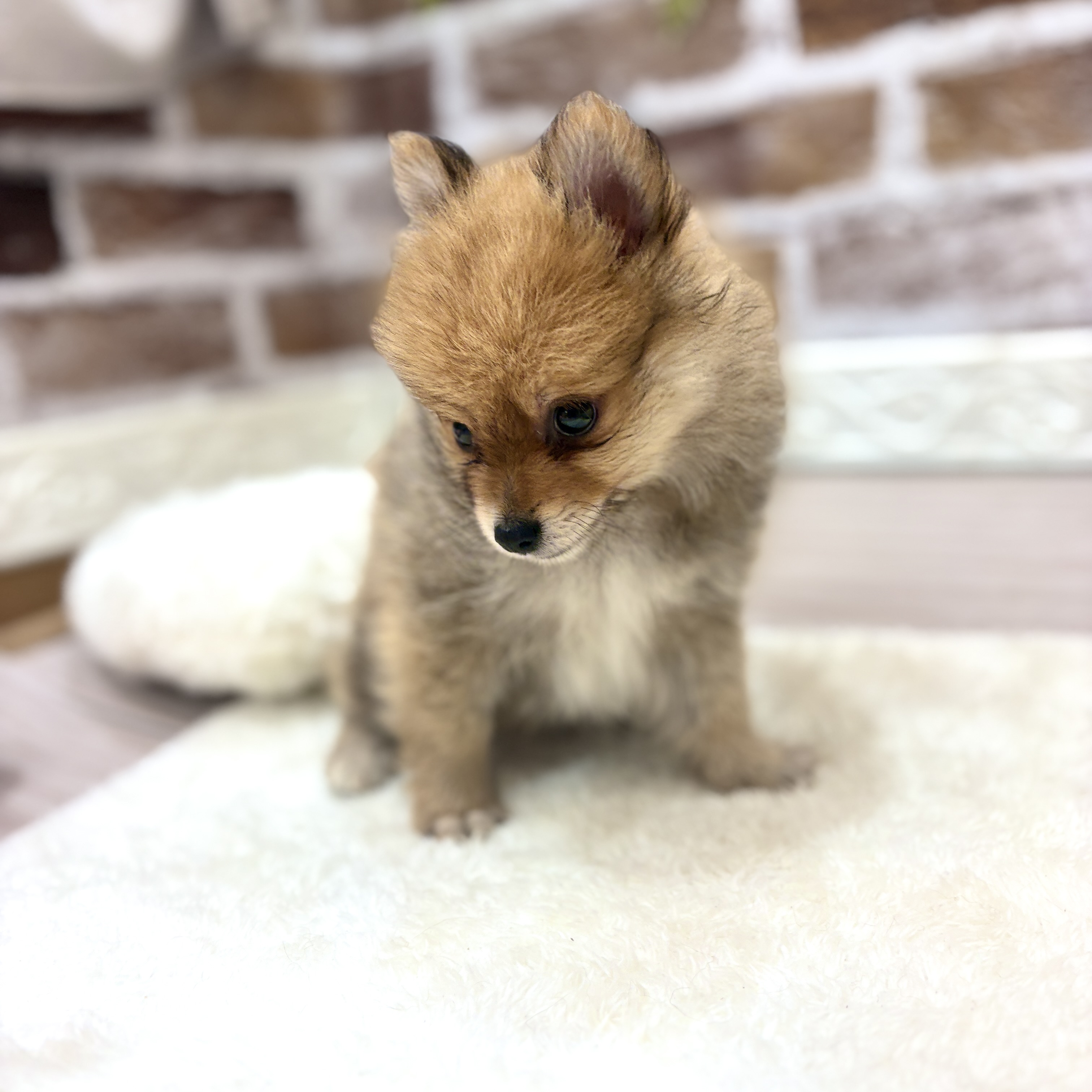 三重県のポメラニアン (犬の家＆猫の里三重桑名店/2026年7月13日生まれ/男の子/オレンジ)の子犬の3枚目の画像