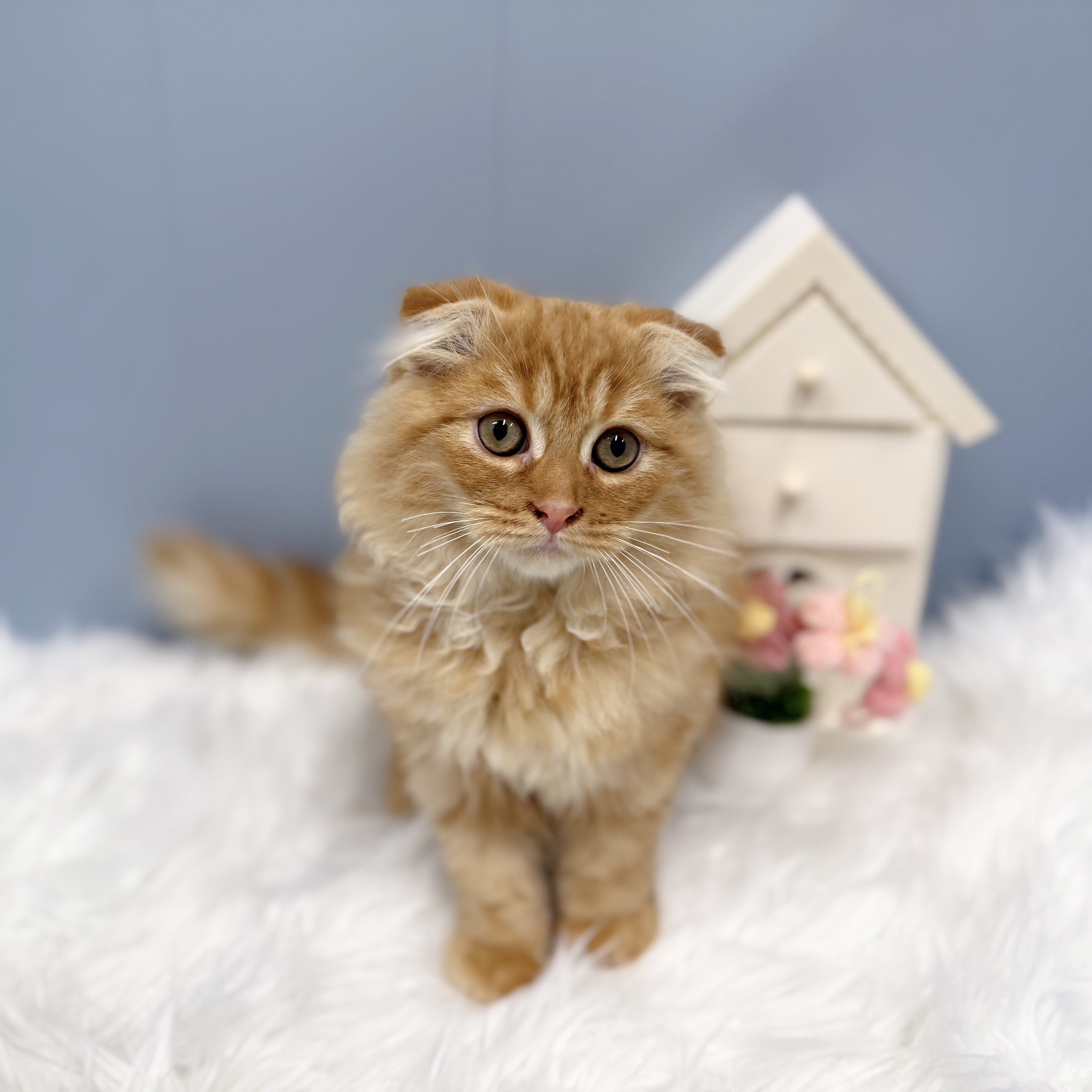 愛知県のスコティッシュフォールド (犬の家＆猫の里岡崎店/2026年7月14日生まれ/男の子/レッドタビー)の子猫の1枚目の画像