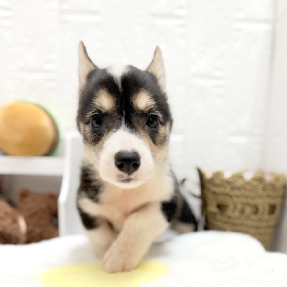 愛知県のウェルシュコーギーペンブローク (犬の家＆猫の里豊川インター店/2026年7月13日生まれ/女の子/ブラックホワイトタン)の子犬の3枚目の画像