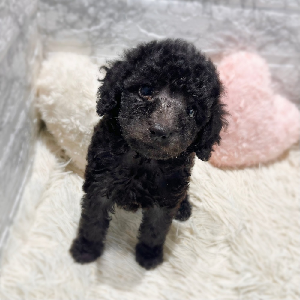 愛知県のトイプードル(トイ) (犬の家＆猫の里MiO香久山店/2026年7月10日生まれ/男の子/シルバー)の子犬の3枚目の画像