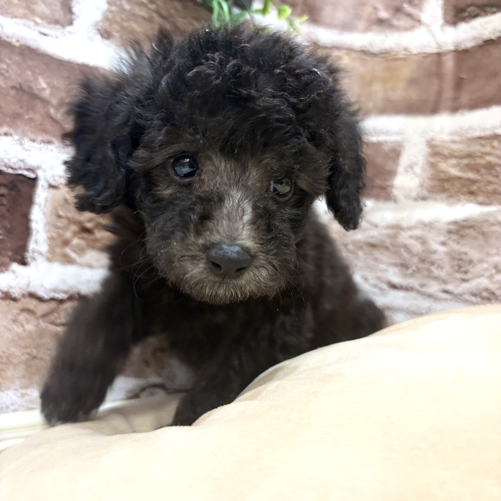 三重県のトイプードル(トイ) (犬の家＆猫の里三重桑名店/2026年7月10日生まれ/女の子/シルバー)の子犬の3枚目の画像