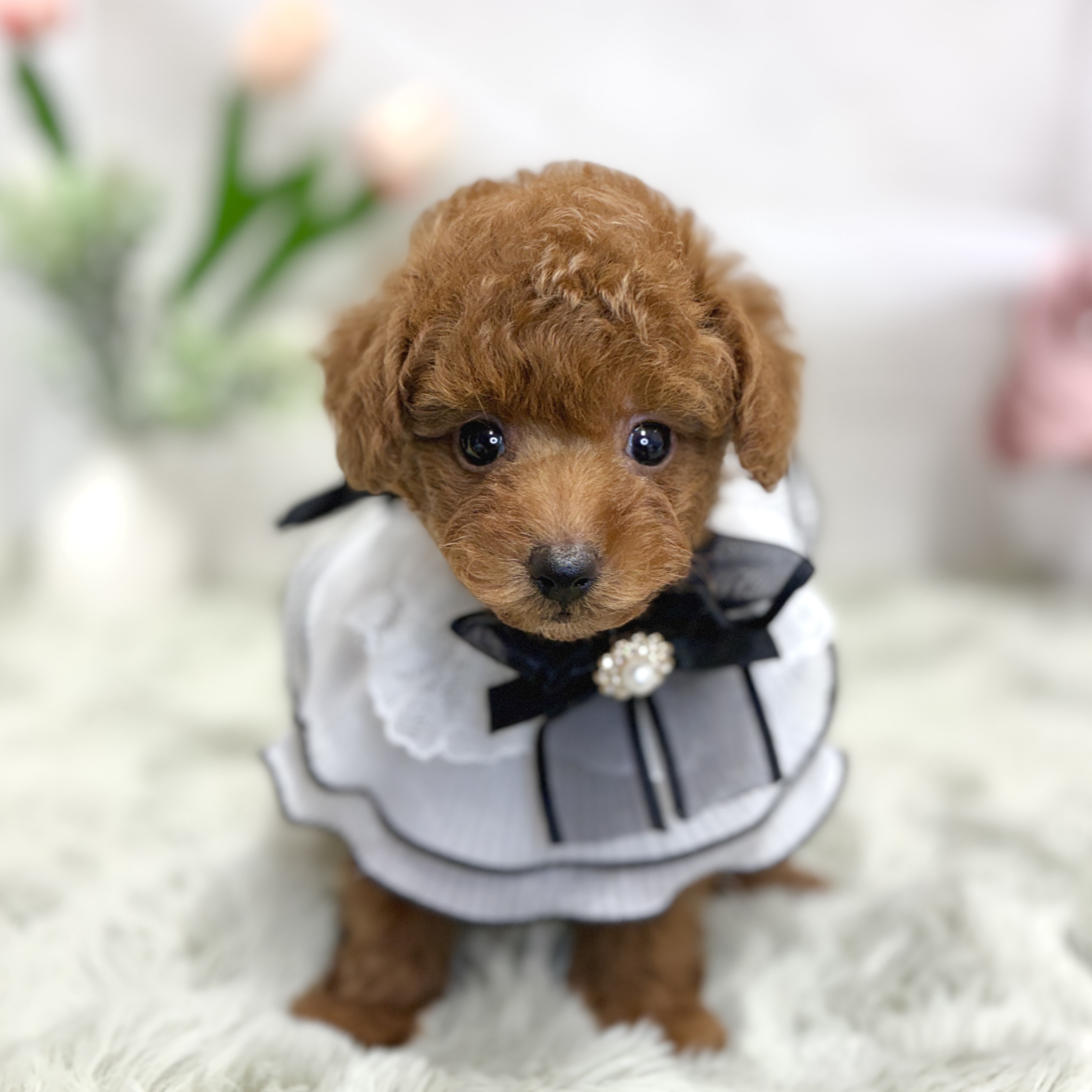 神奈川県のトイプードル(トイ) (犬の家＆猫の里相模原店/2026年7月13日生まれ/女の子/レッド)の子犬の3枚目の画像