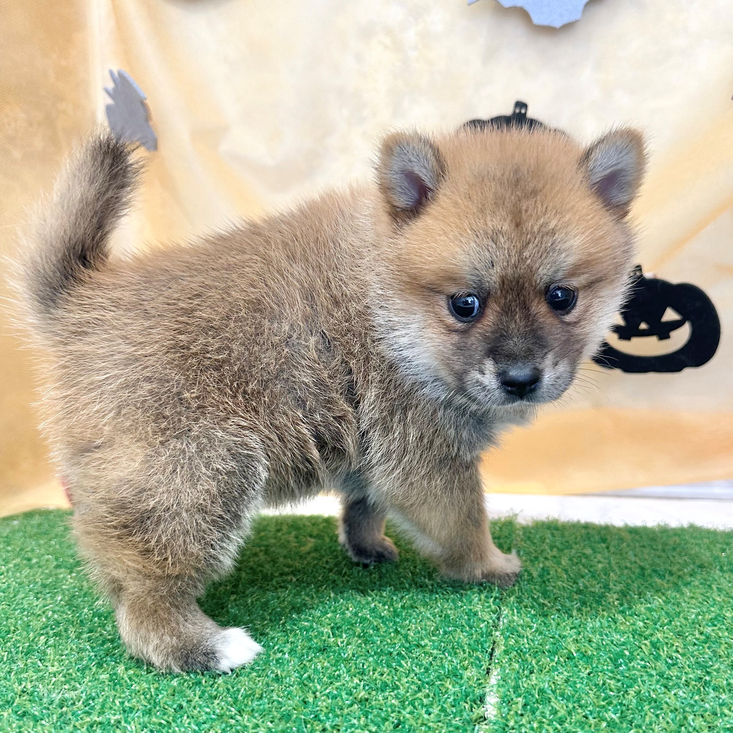 福岡県のポメ柴/豆ポメ/ポメ豆柴(ポメラニアン×柴犬) (犬の家＆猫の里くりえいと宗像店/2026年7月11日生まれ/男の子/赤)の子犬の3枚目の画像