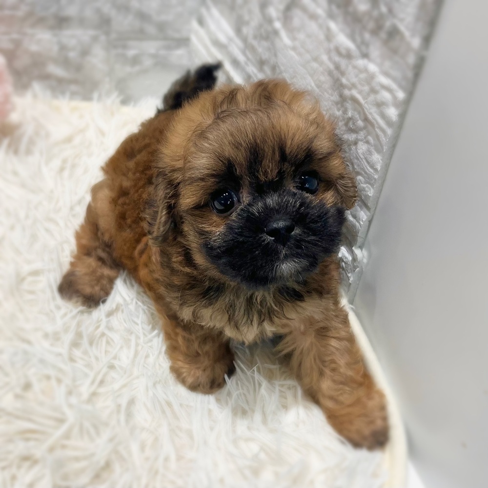 愛知県のプーズー/プーシーズ(プードル×シーズー) (犬の家＆猫の里MiO香久山店/2026年7月13日生まれ/男の子/レッド)の子犬の3枚目の画像