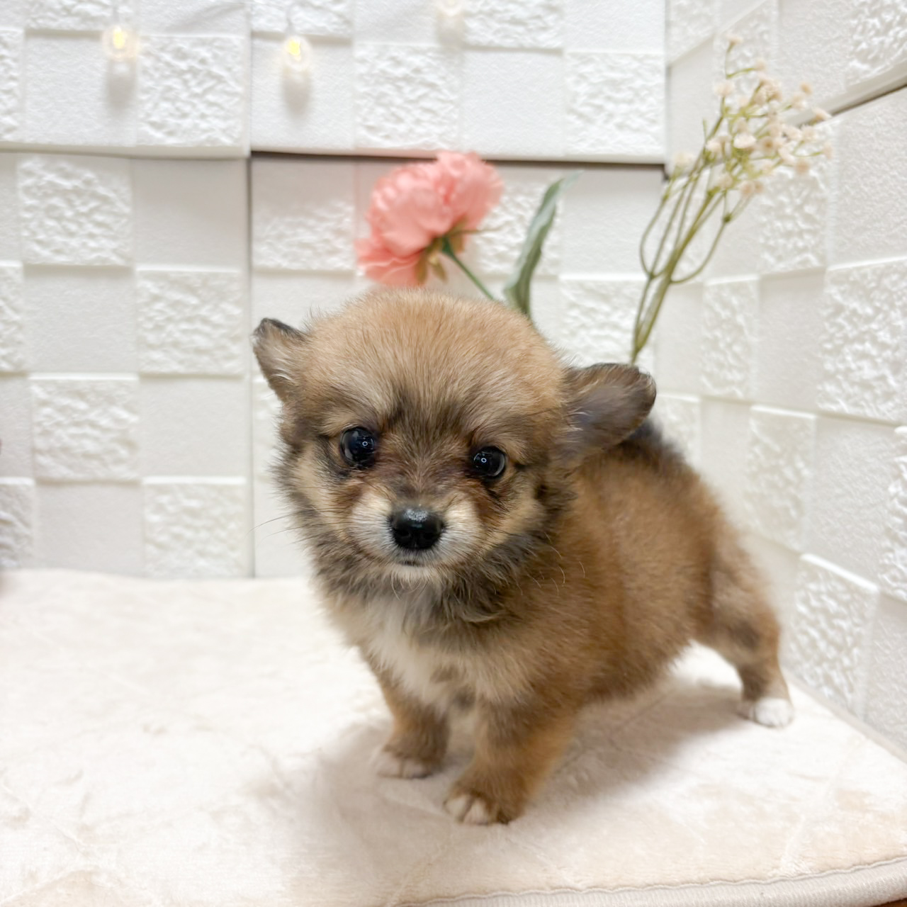 ポメックス(ポメラニアン×ダックス)の子犬|ペットミー