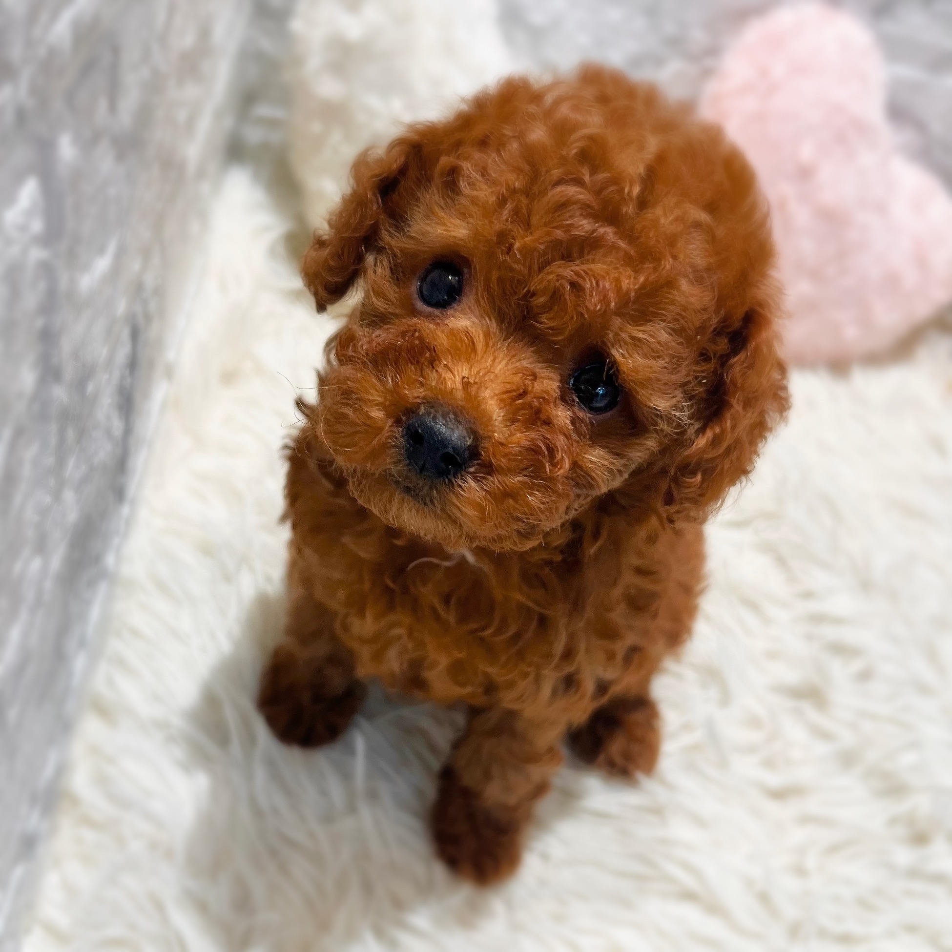 愛知県のトイプードル(トイ) (犬の家＆猫の里MiO香久山店/2026年7月14日生まれ/女の子/レッド)の子犬の3枚目の画像