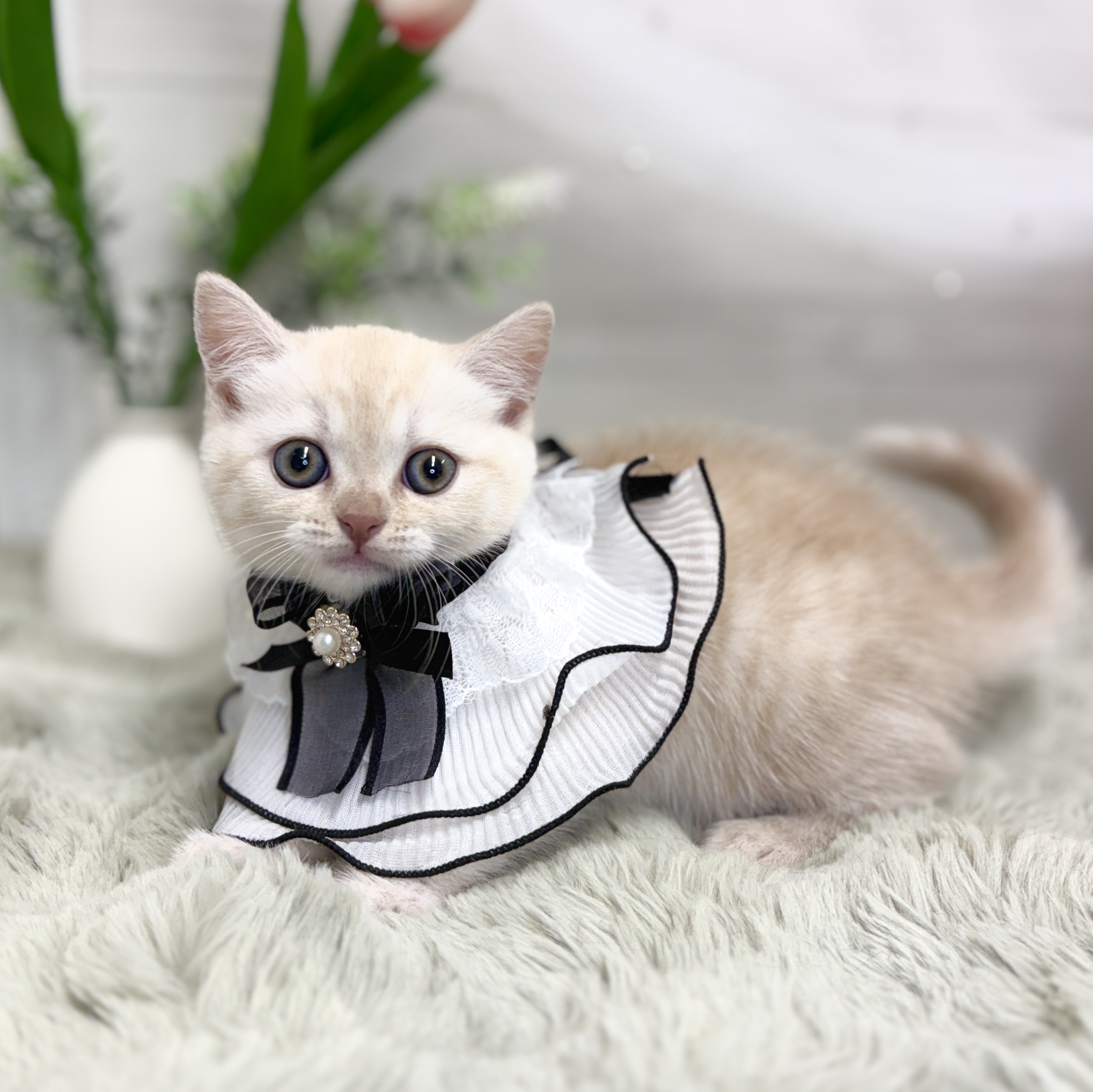 神奈川県のブリティッシュショートヘアー (犬の家＆猫の里相模原店/2026年7月13日生まれ/女の子/クリームタビー)の子猫の3枚目の画像