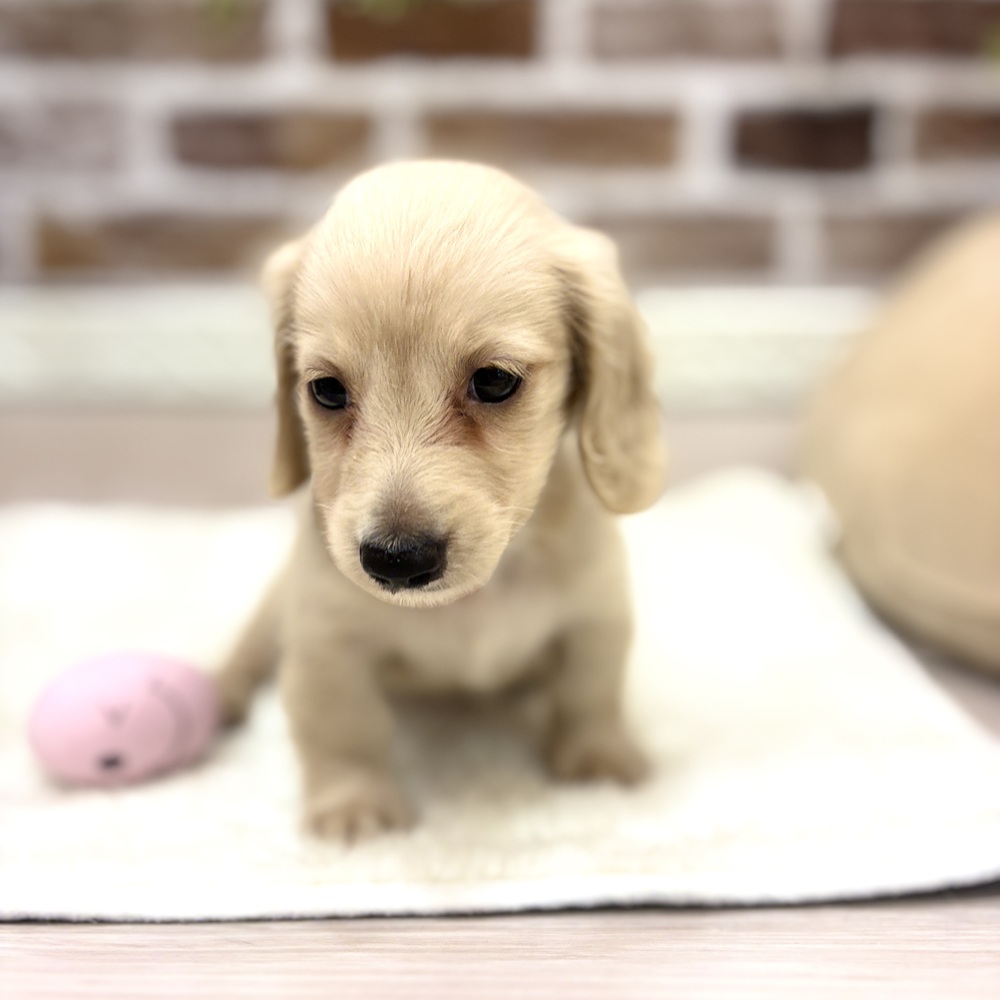 三重県のミニチュアダックスフンド(ロング) (犬の家＆猫の里三重桑名店/2026年7月14日生まれ/男の子/イエロー)の子犬の3枚目の画像