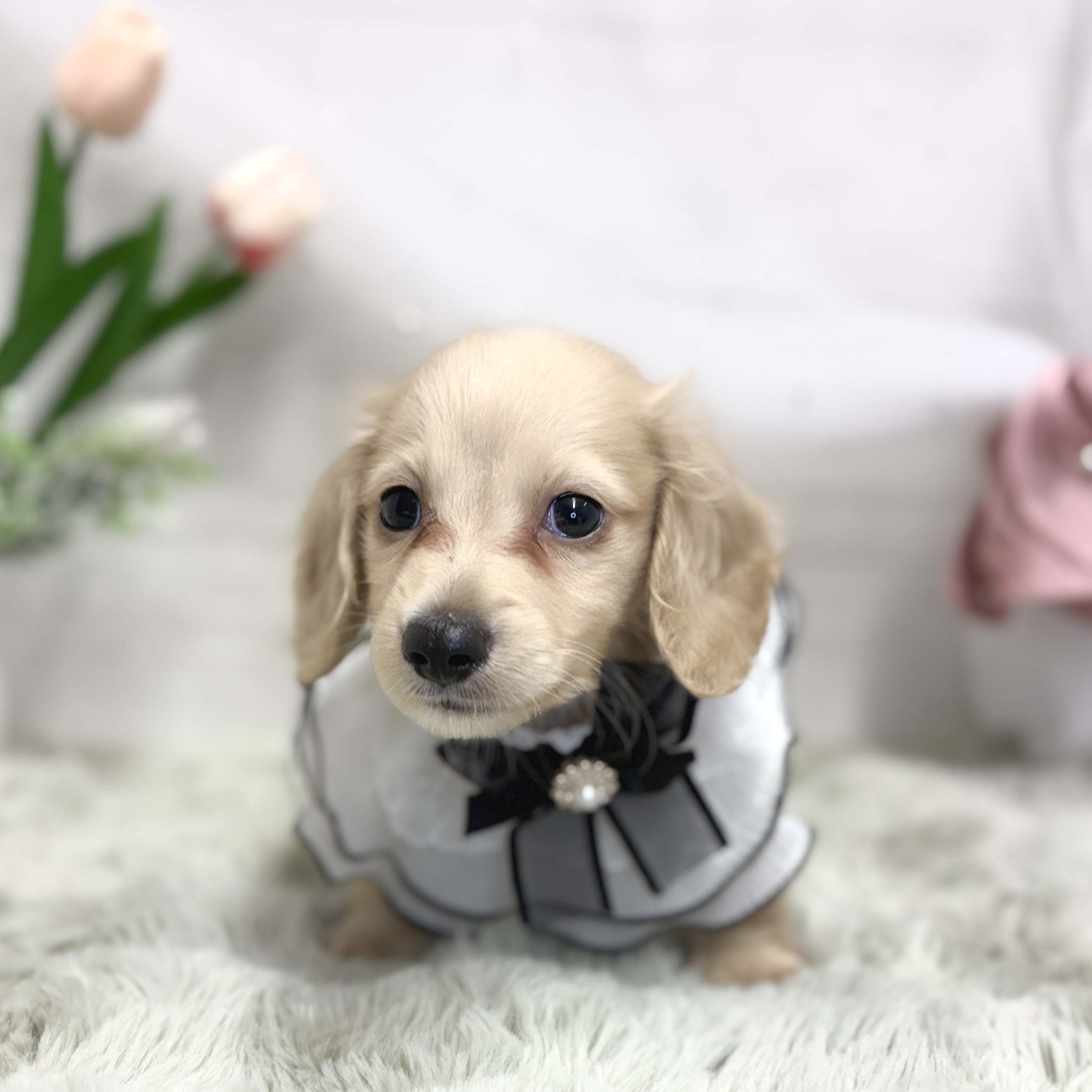 神奈川県のミニチュアダックスフンド(ロング) (犬の家＆猫の里相模原店/2026年7月14日生まれ/男の子/イエロー)の子犬の3枚目の画像