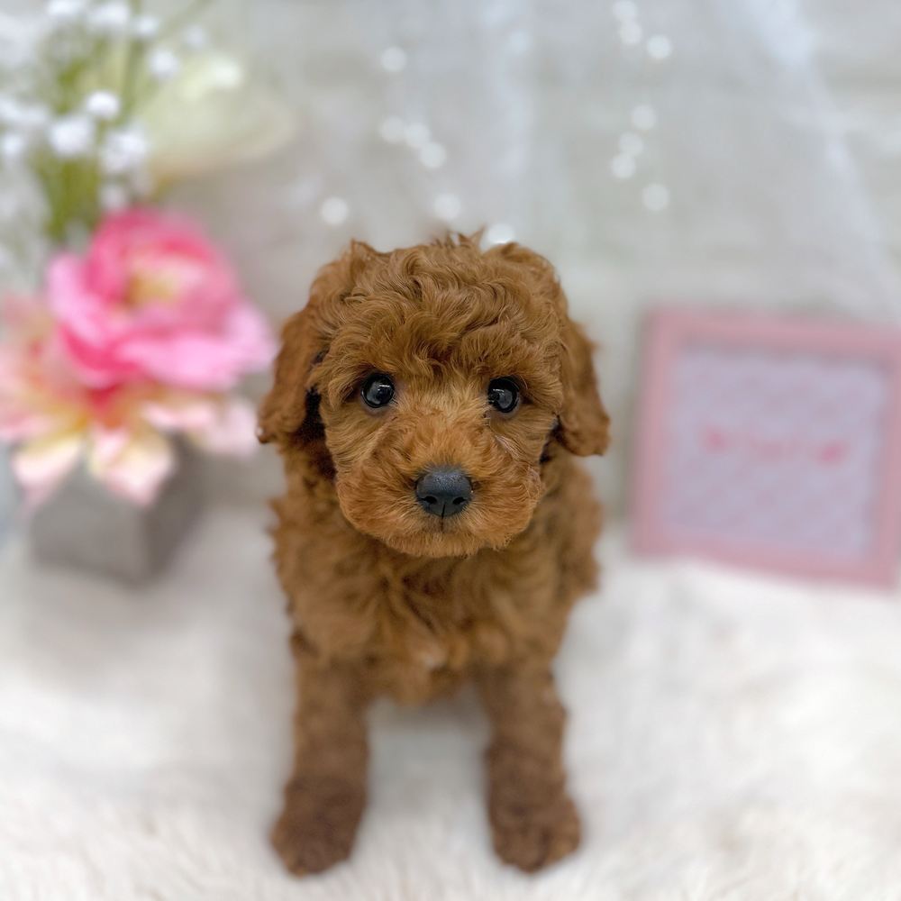 福井県のトイプードル(トイ) (犬の家＆猫の里アミーゴ福井大和田店/2026年7月13日生まれ/女の子/レッド)の子犬の3枚目の画像