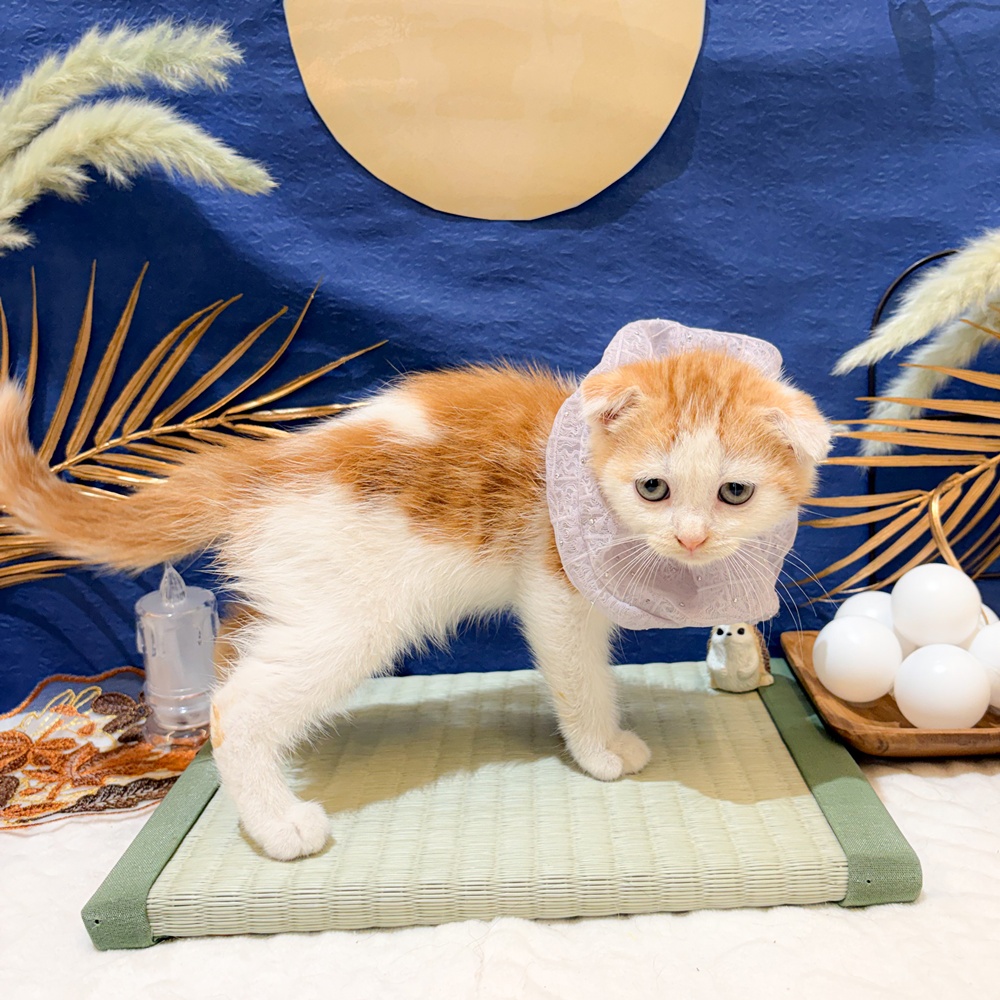 静岡県のスコティッシュフォールド (犬の家＆猫の里富士店/2026年7月13日生まれ/男の子/レッドタビーホワイト)の子猫の3枚目の画像