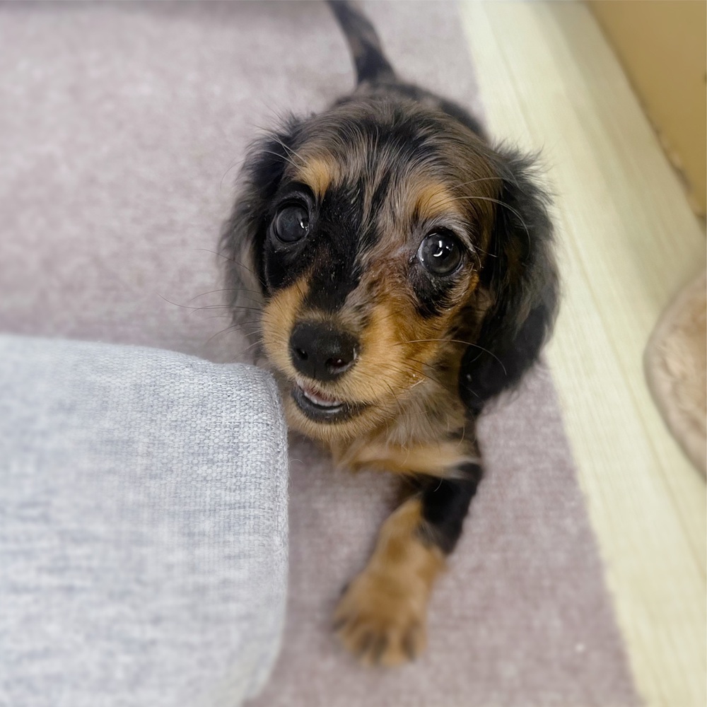 長野県のミニチュアダックスフンド(ロング) (犬の家＆猫の里塩尻店/2026年7月14日生まれ/女の子/シルバーダップル)の子犬の3枚目の画像