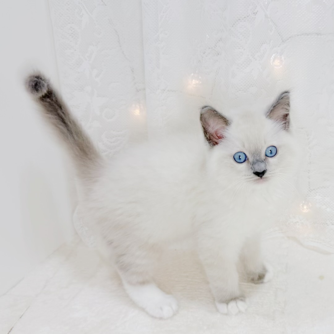 千葉県のラグドール (犬の家＆猫の里BIGHOPガーデンモール印西店/2026年7月14日生まれ/男の子/ブルーポイントミテッド)の子猫の3枚目の画像