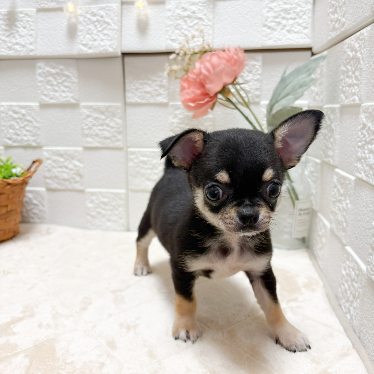 東京都のチワワ(スムース) (犬の家＆猫の里ペットフォレスト小平店/2026年7月14日生まれ/男の子/ブラックタンホワイト)の子犬の3枚目の画像