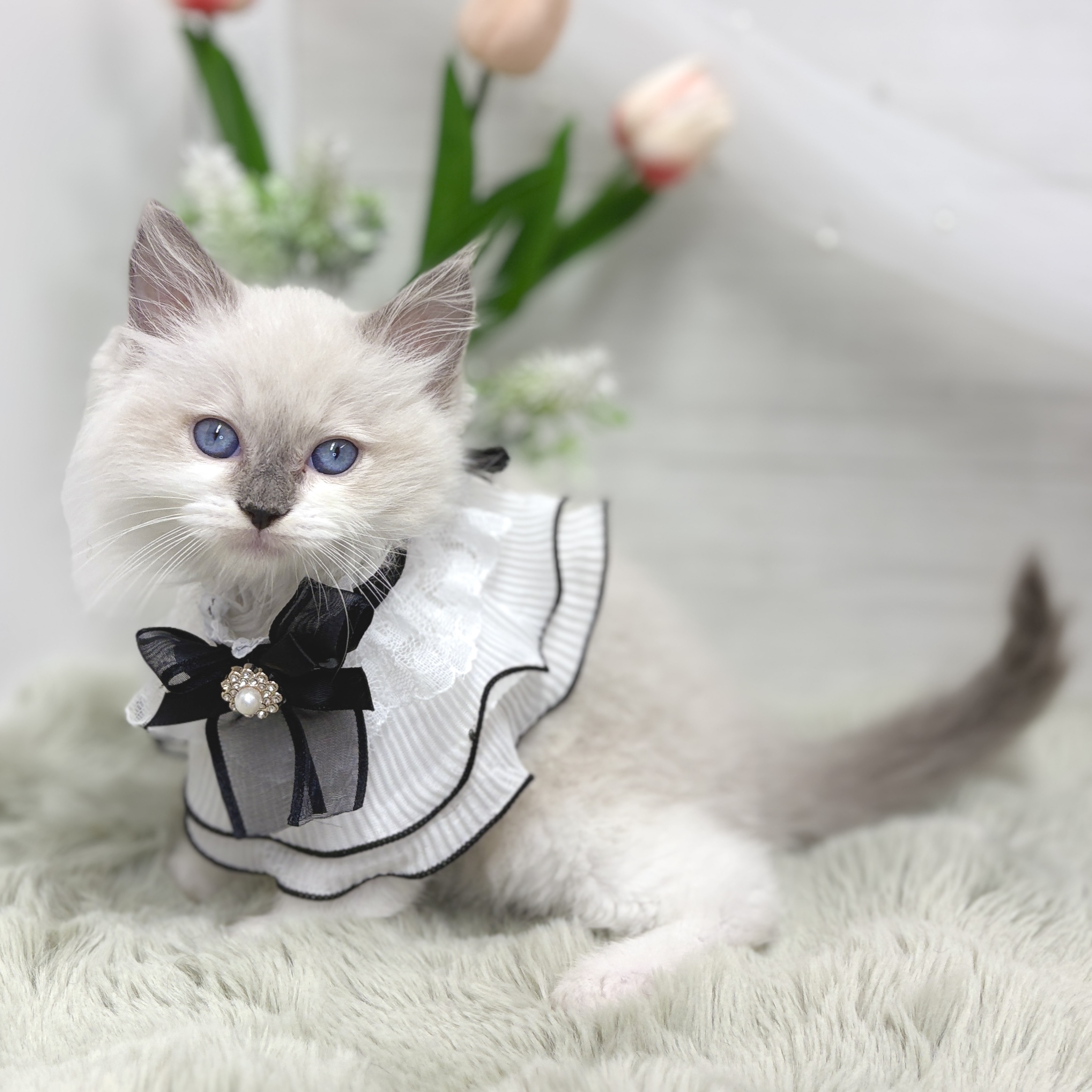 神奈川県のラグドール (犬の家＆猫の里相模原店/2026年7月14日生まれ/男の子/ブルーポイントミテッド)の子猫の3枚目の画像
