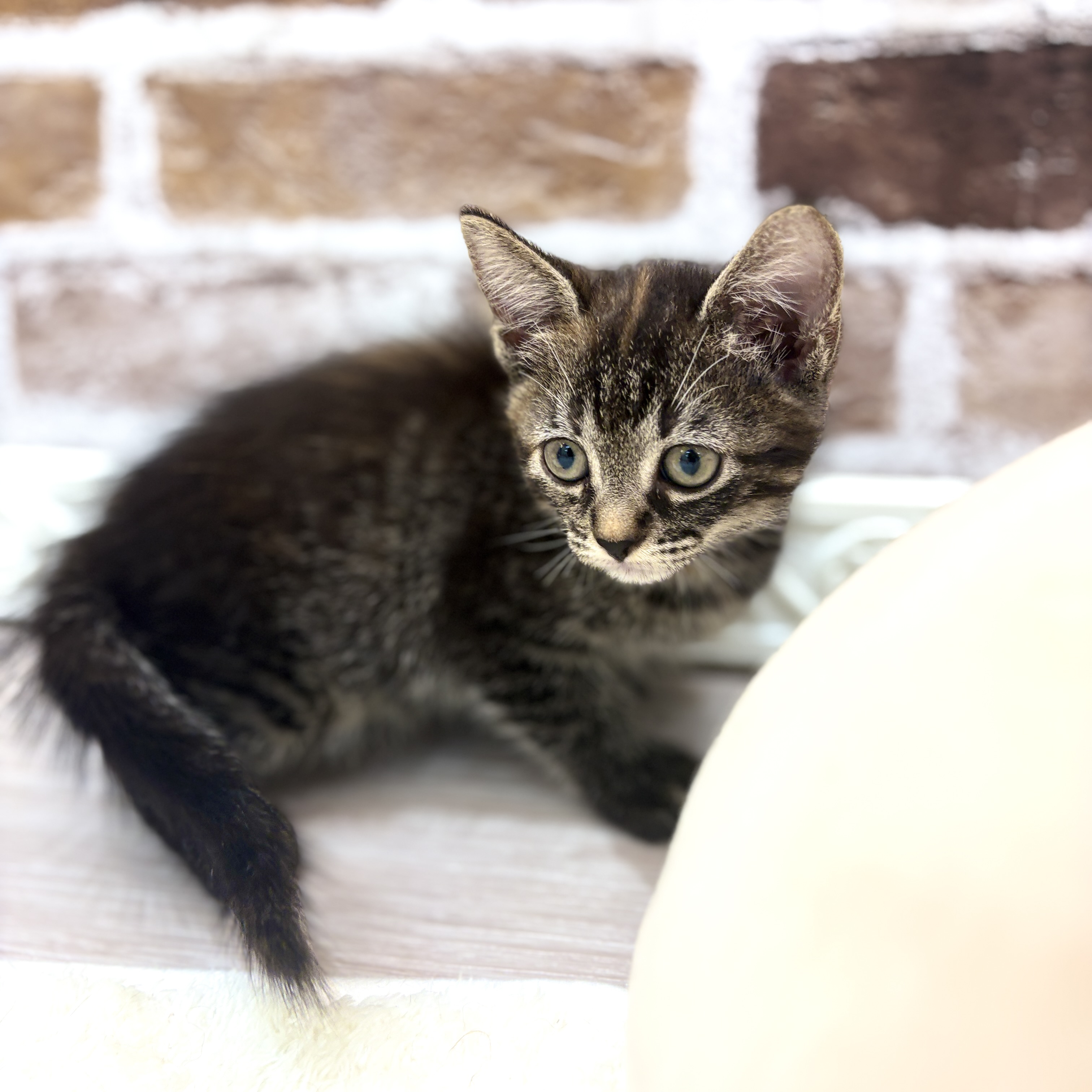 三重県のマンチカン (犬の家＆猫の里三重桑名店/2026年7月9日生まれ/女の子/ブラウンパッチドタビー)の子猫の3枚目の画像