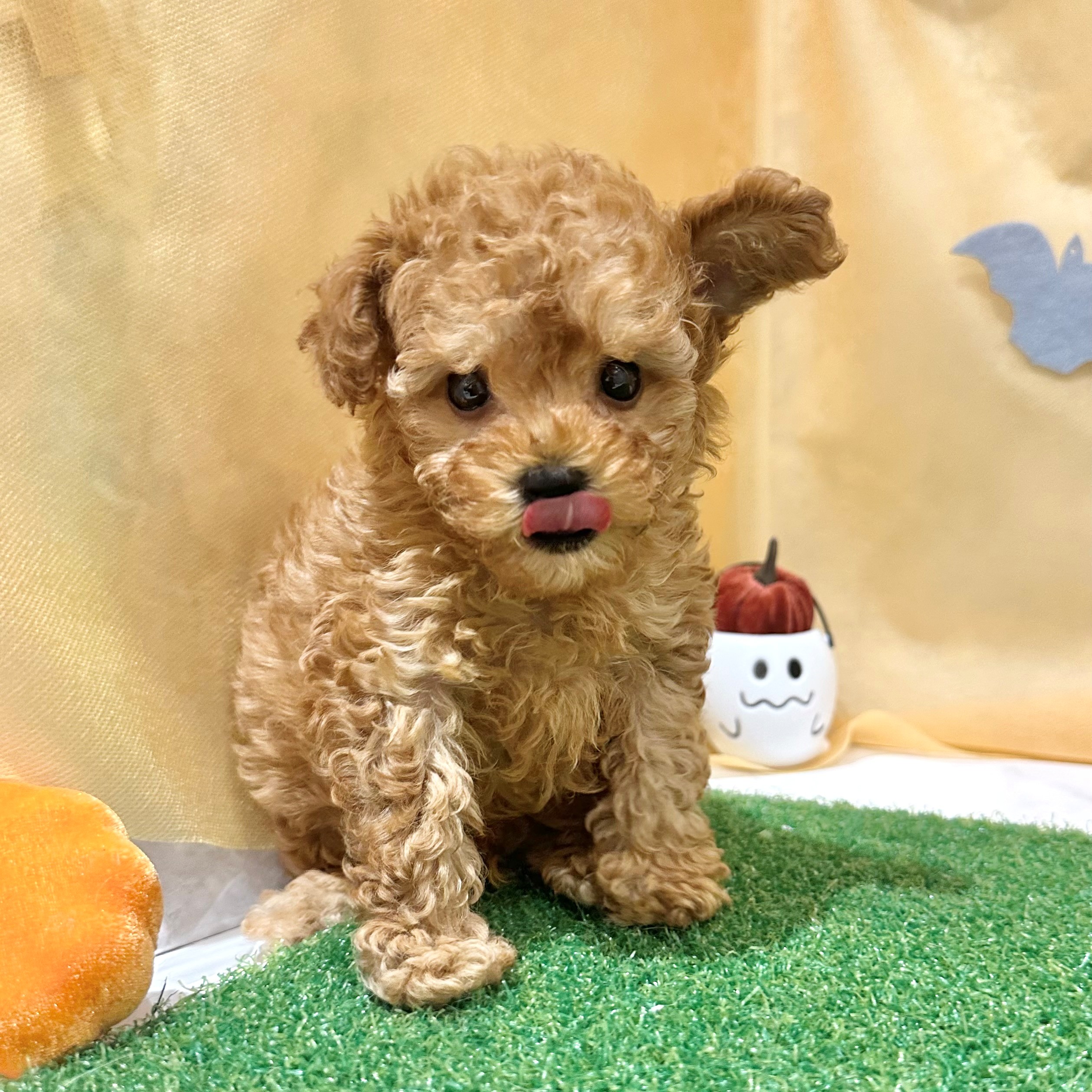 福岡県のトイプードル(トイ) (犬の家＆猫の里くりえいと宗像店/2026年7月11日生まれ/男の子/レッド)の子犬の3枚目の画像