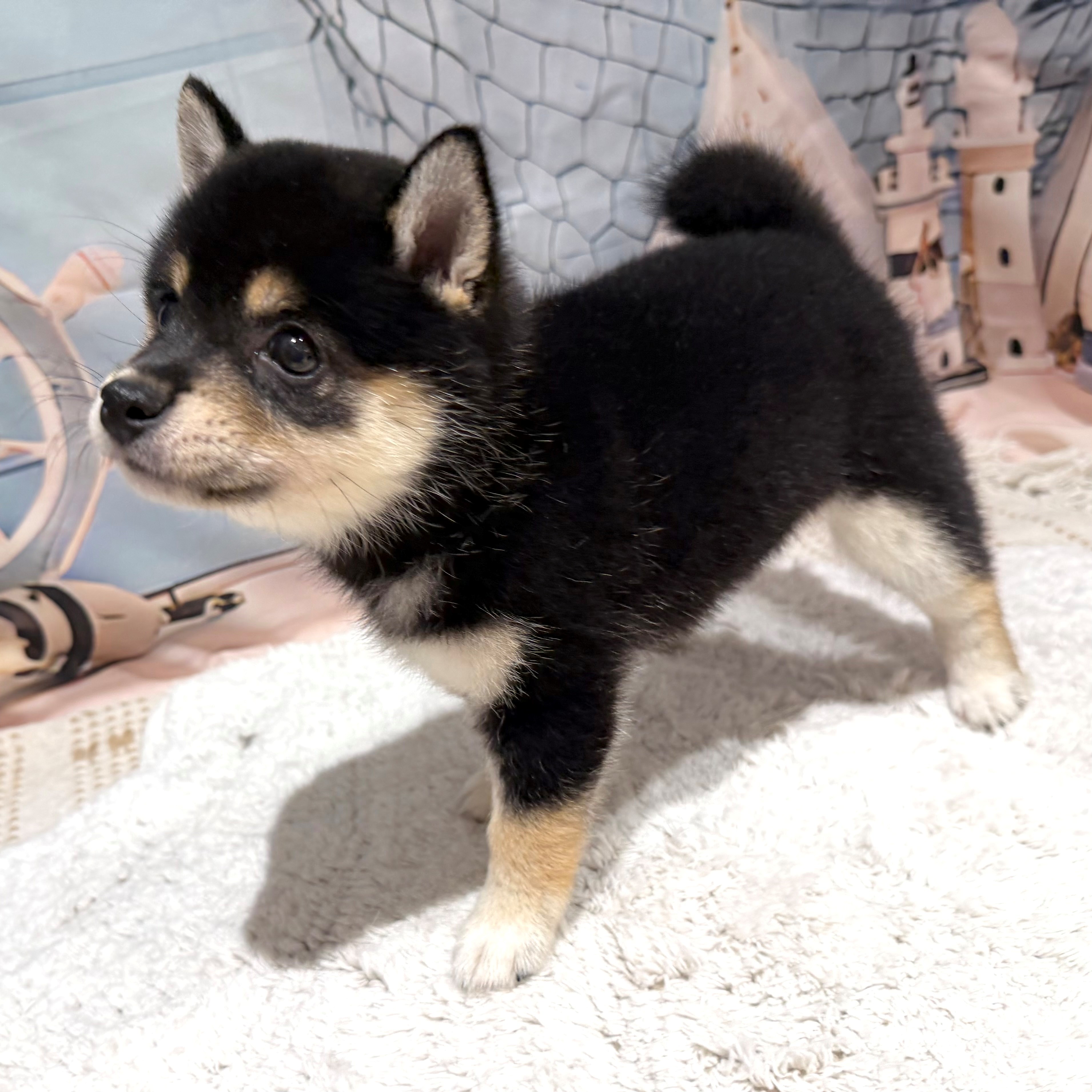 福岡県の豆柴 (犬の家＆猫の里トリアス久山店/2026年7月9日生まれ/女の子/黒)の子犬の3枚目の画像