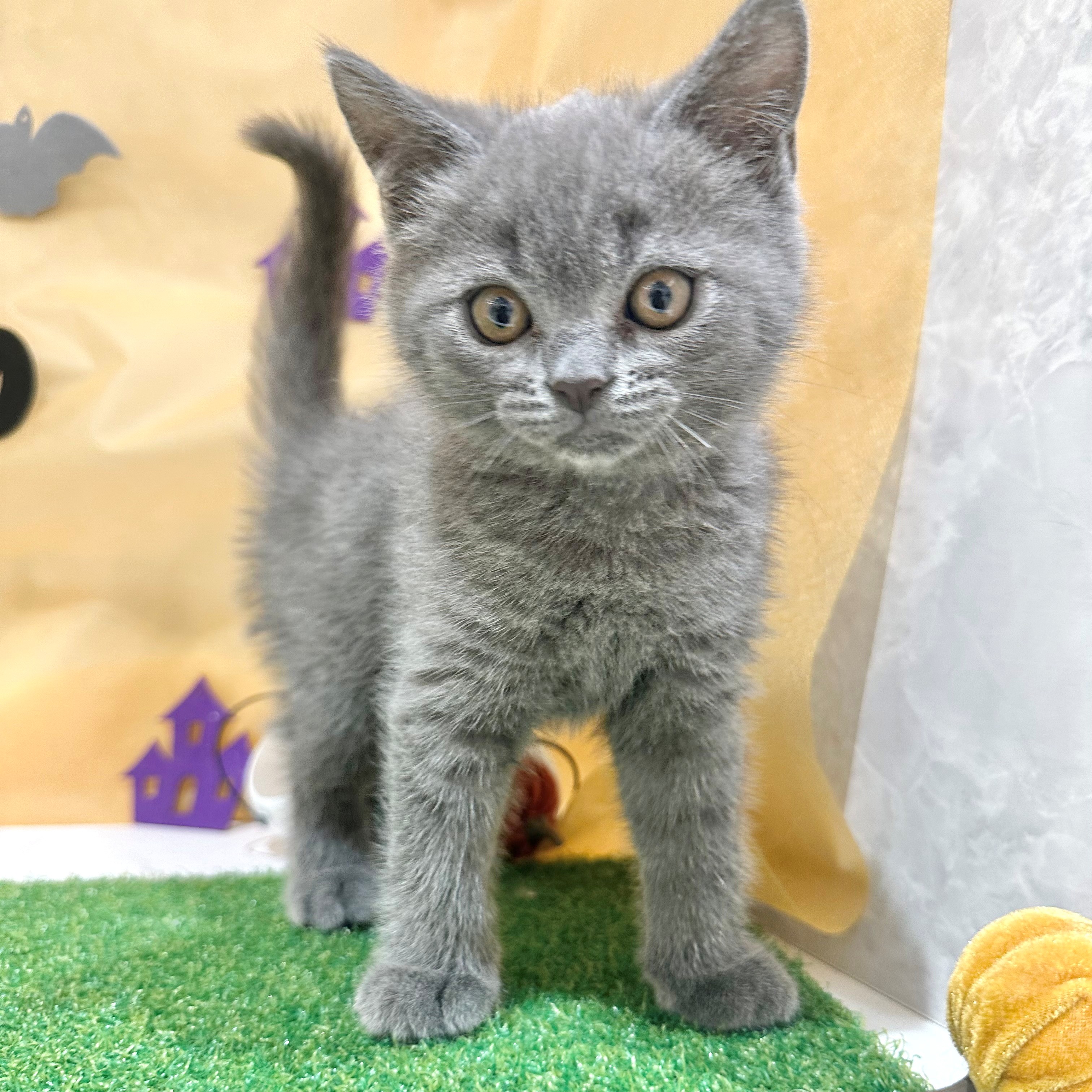 福岡県のブリティッシュショートヘアー (犬の家＆猫の里くりえいと宗像店/2026年7月12日生まれ/男の子/ブルー)の子猫の3枚目の画像
