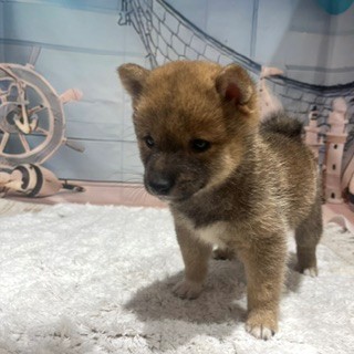 福岡県の豆柴 (犬の家＆猫の里トリアス久山店/2026年7月8日生まれ/男の子/赤)の子犬の3枚目の画像