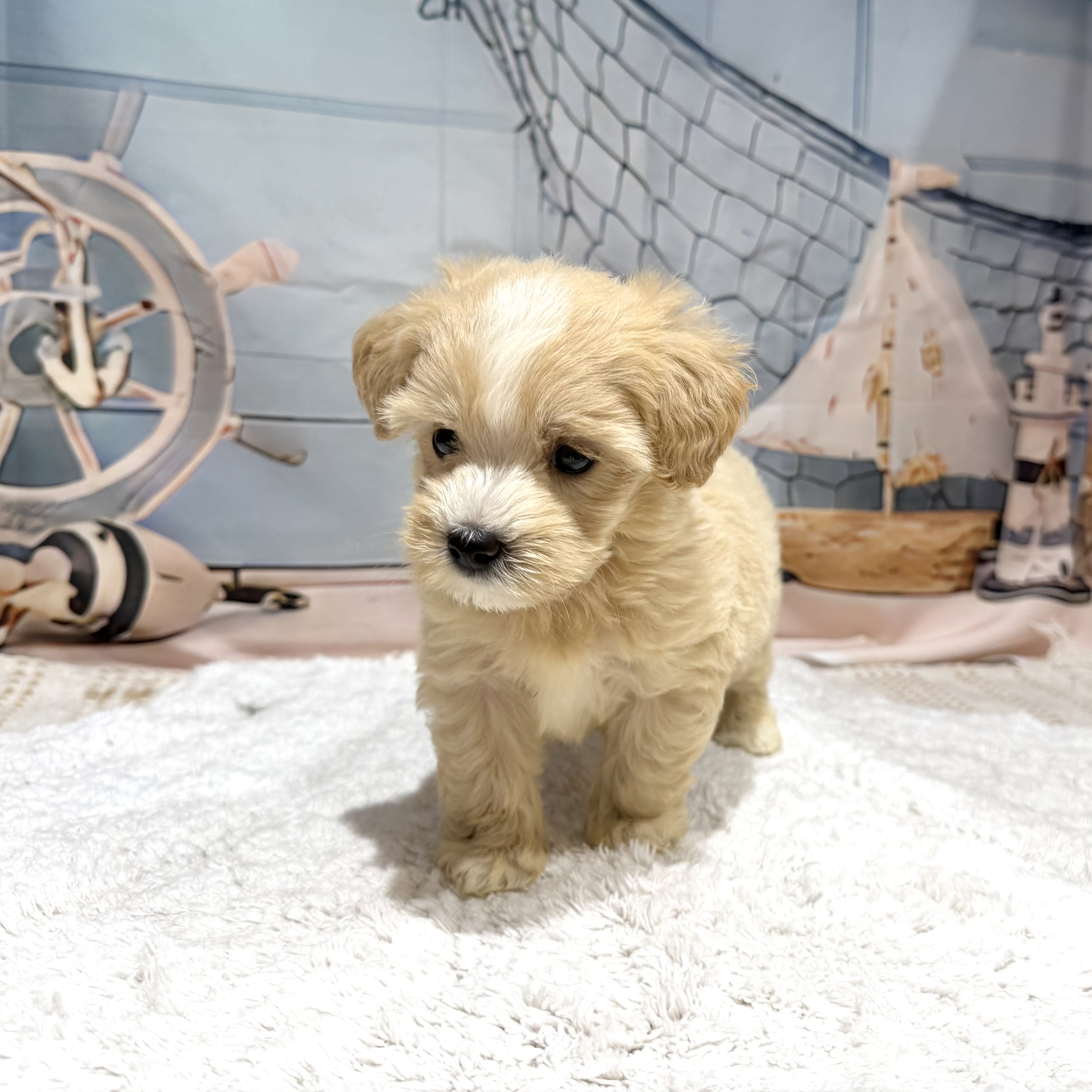 福岡県のマルプー(マルチーズ×プードル) (犬の家＆猫の里トリアス久山店/2026年7月11日生まれ/女の子/クリーム)の子犬の3枚目の画像