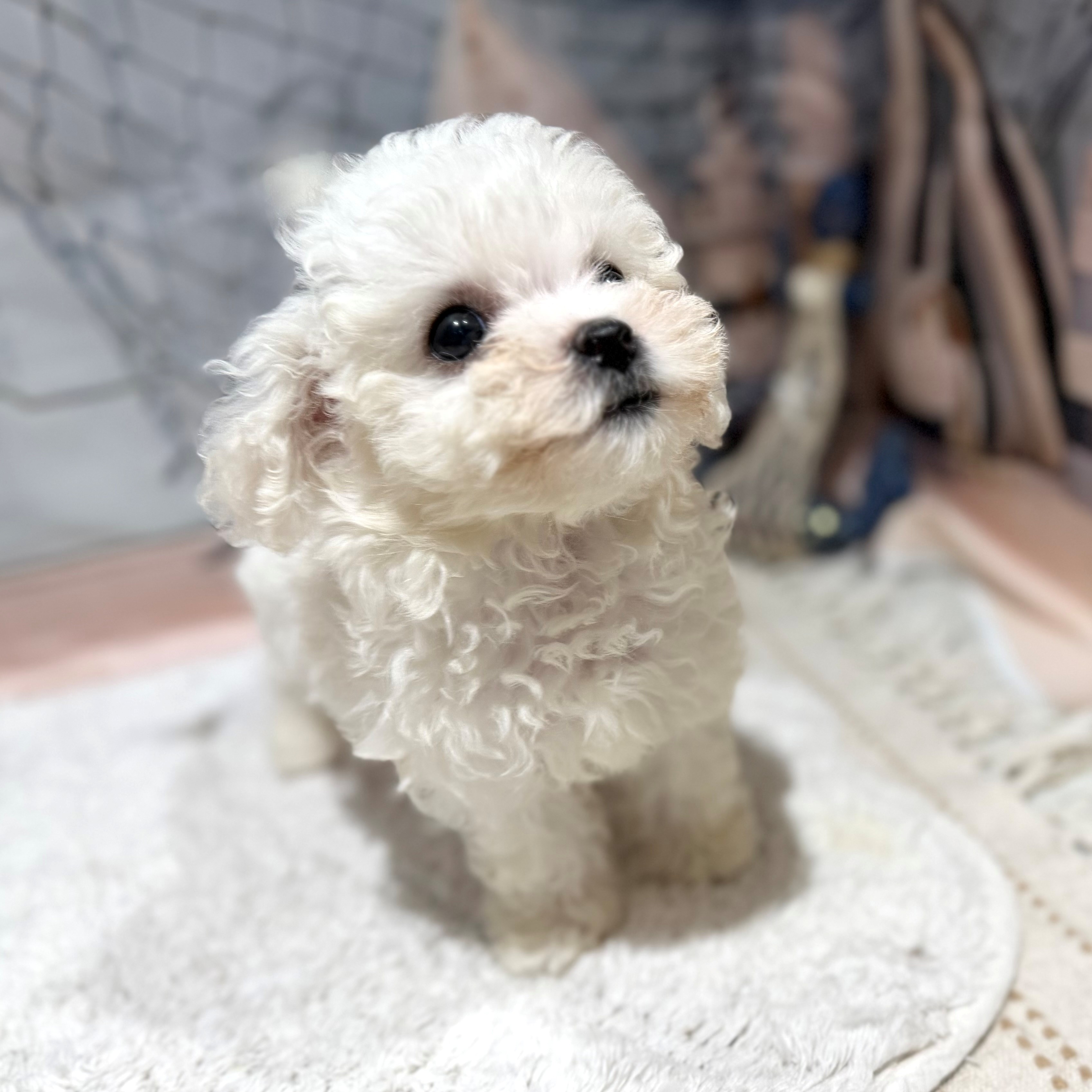 福岡県のビションフリーゼ (犬の家＆猫の里トリアス久山店/2026年7月11日生まれ/女の子/ホワイト)の子犬の3枚目の画像
