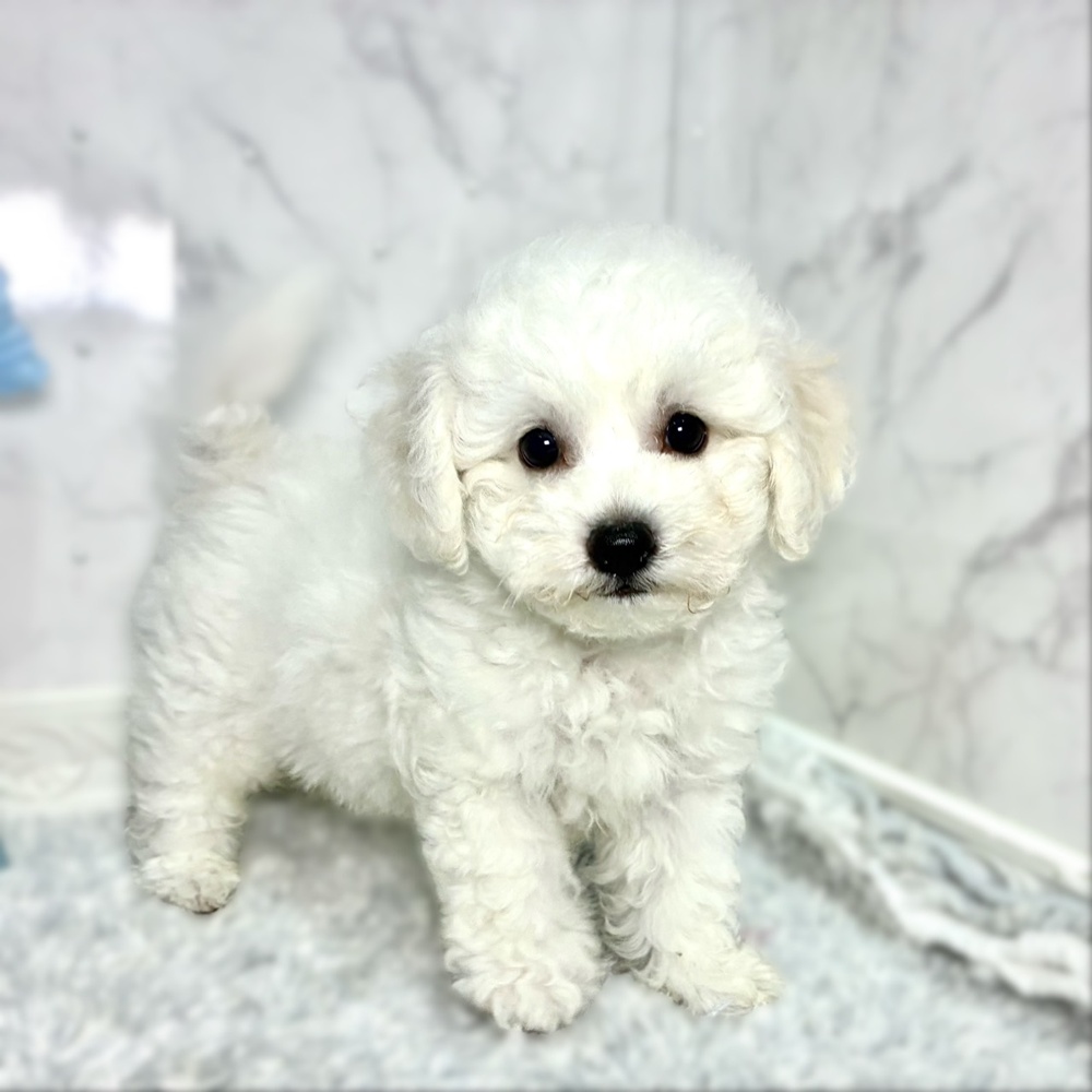 福井県のビションフリーゼ (犬の家＆猫の里福井店/2026年7月14日生まれ/男の子/ホワイト)の子犬の3枚目の画像
