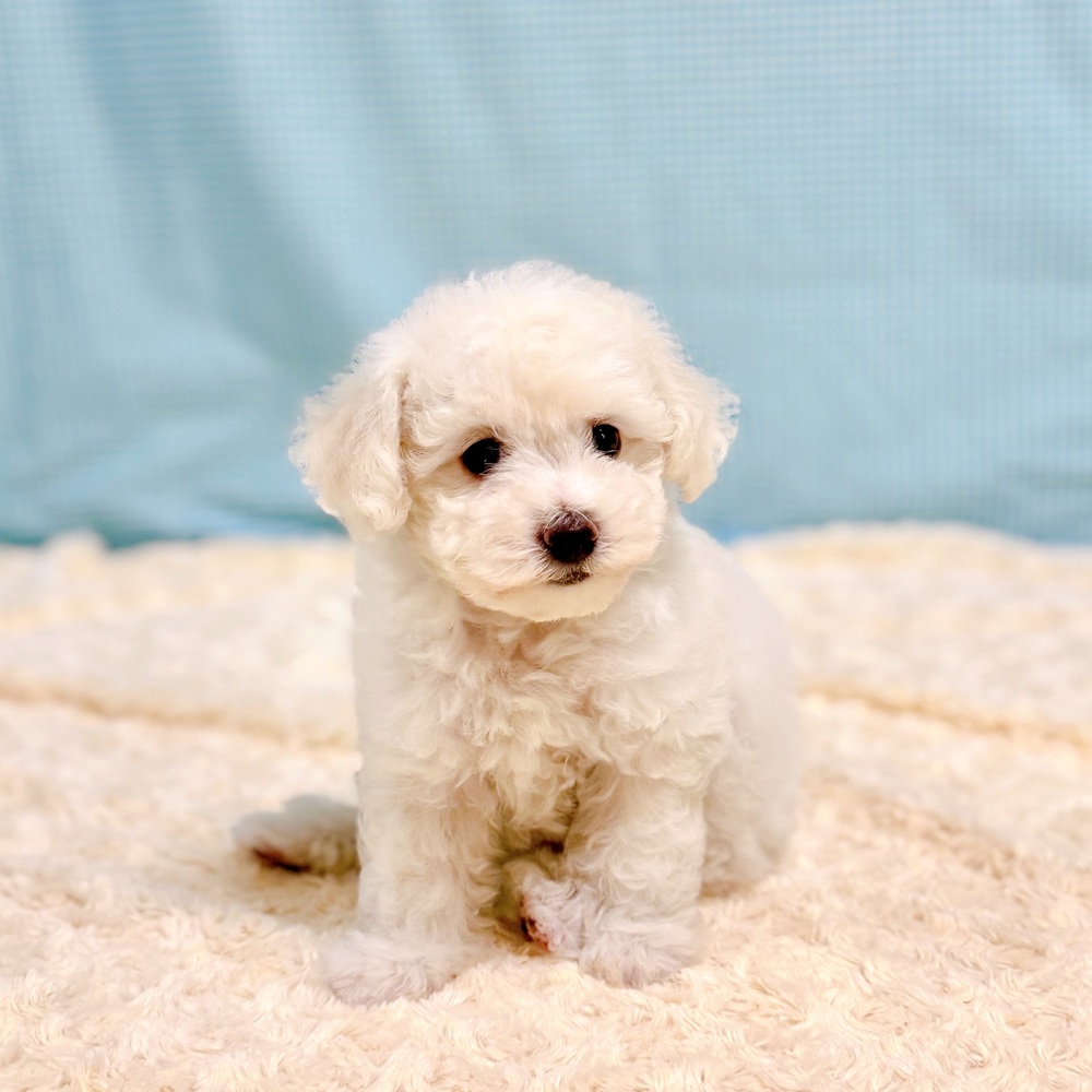 愛知県のビションフリーゼ (犬の家＆猫の里一宮店/2026年7月14日生まれ/女の子/ホワイト)の子犬の3枚目の画像
