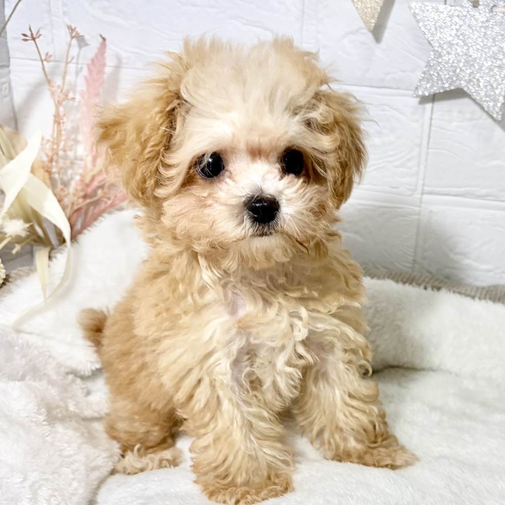 兵庫県のマルプー(マルチーズ×プードル) (犬の家＆猫の里ニッケパークタウン加古川店/2026年7月9日生まれ/男の子/アプリコットホワイト)の子犬の3枚目の画像
