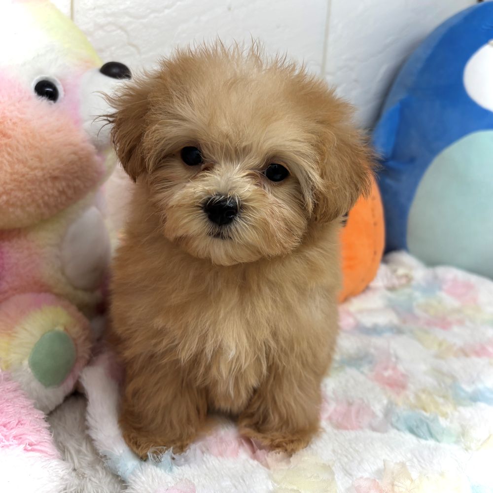 兵庫県のマルプー(マルチーズ×プードル) (犬の家＆猫の里ゆめタウン姫路店/2026年7月19日生まれ/女の子/クリーム)の子犬の3枚目の画像