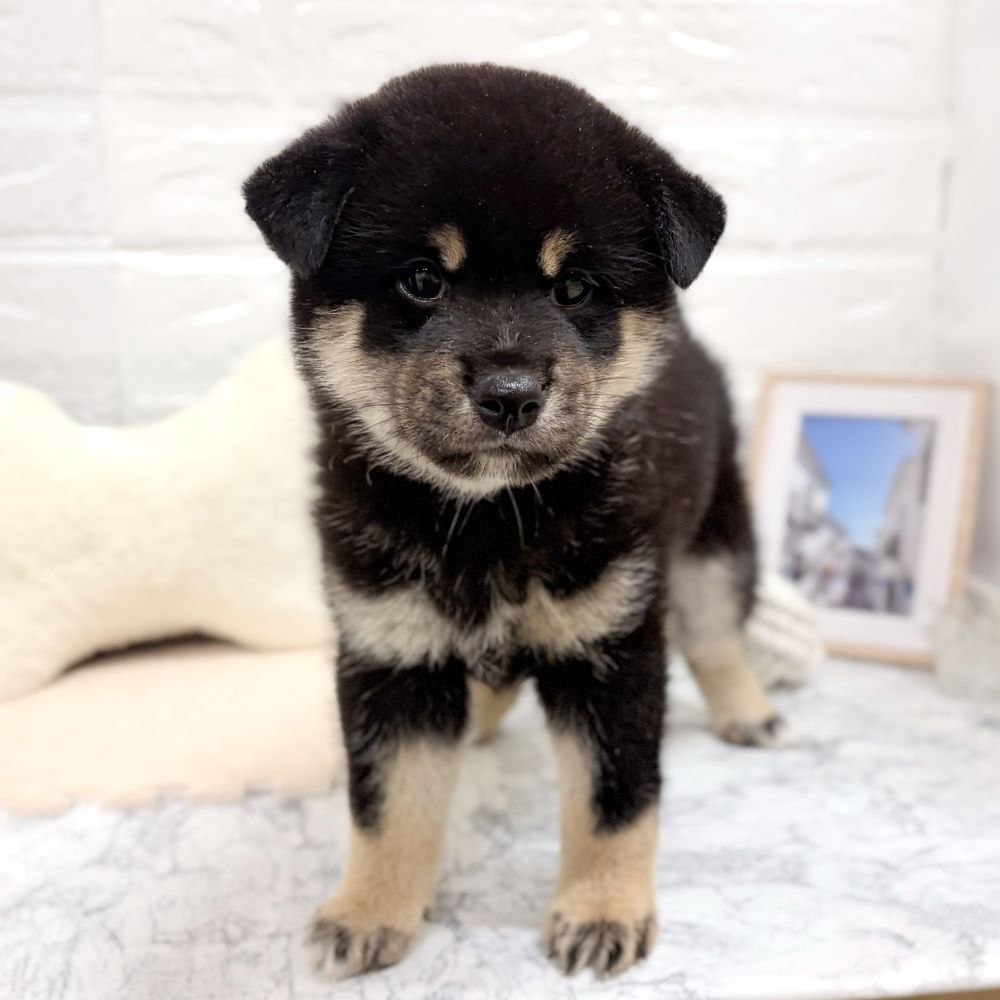 愛知県の柴犬(標準サイズ) (犬の家＆猫の里豊田店/2026年7月14日生まれ/女の子/黒)の子犬の3枚目の画像