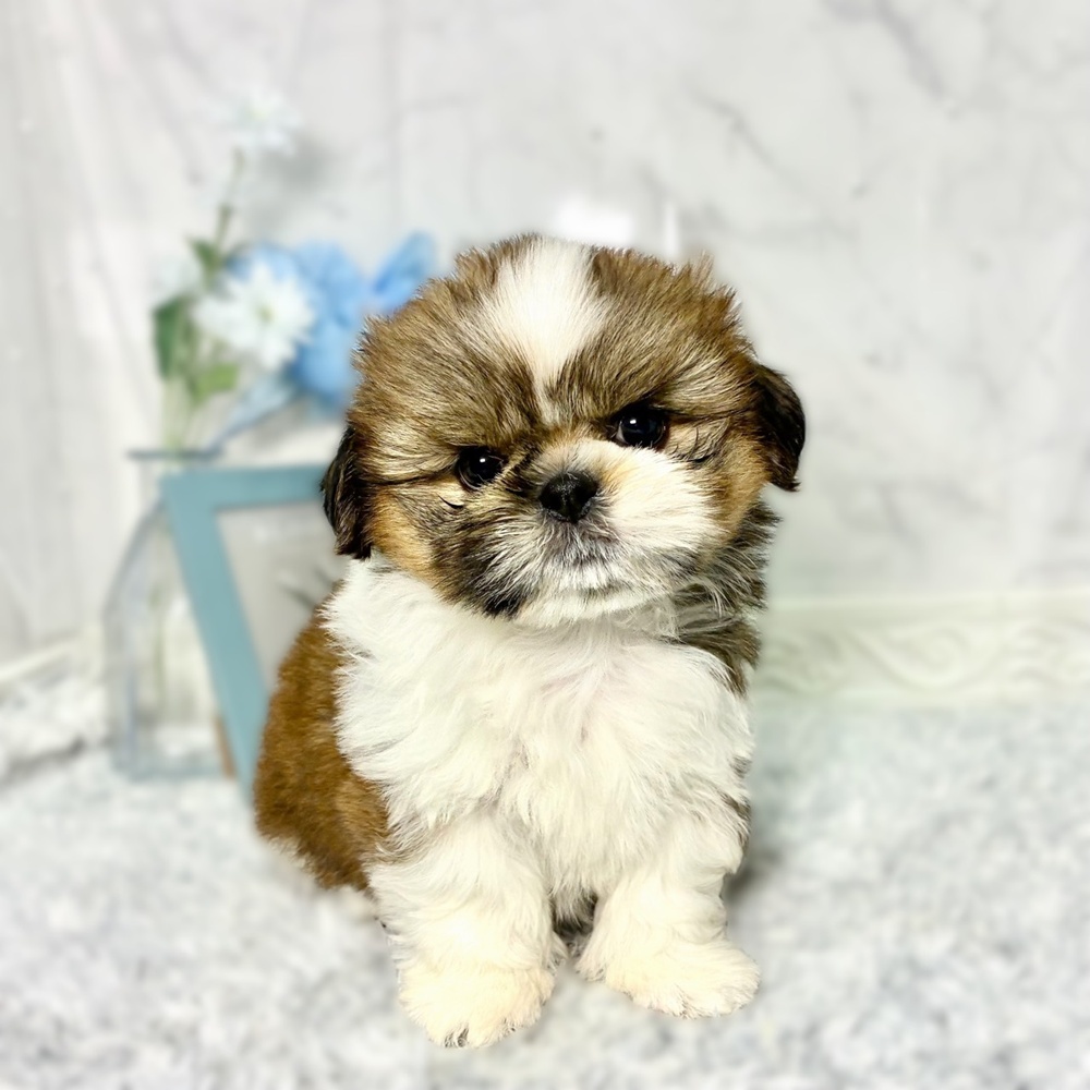 福井県のシーズー (犬の家＆猫の里福井店/2026年7月15日生まれ/男の子/ホワイトゴールド)の子犬の3枚目の画像