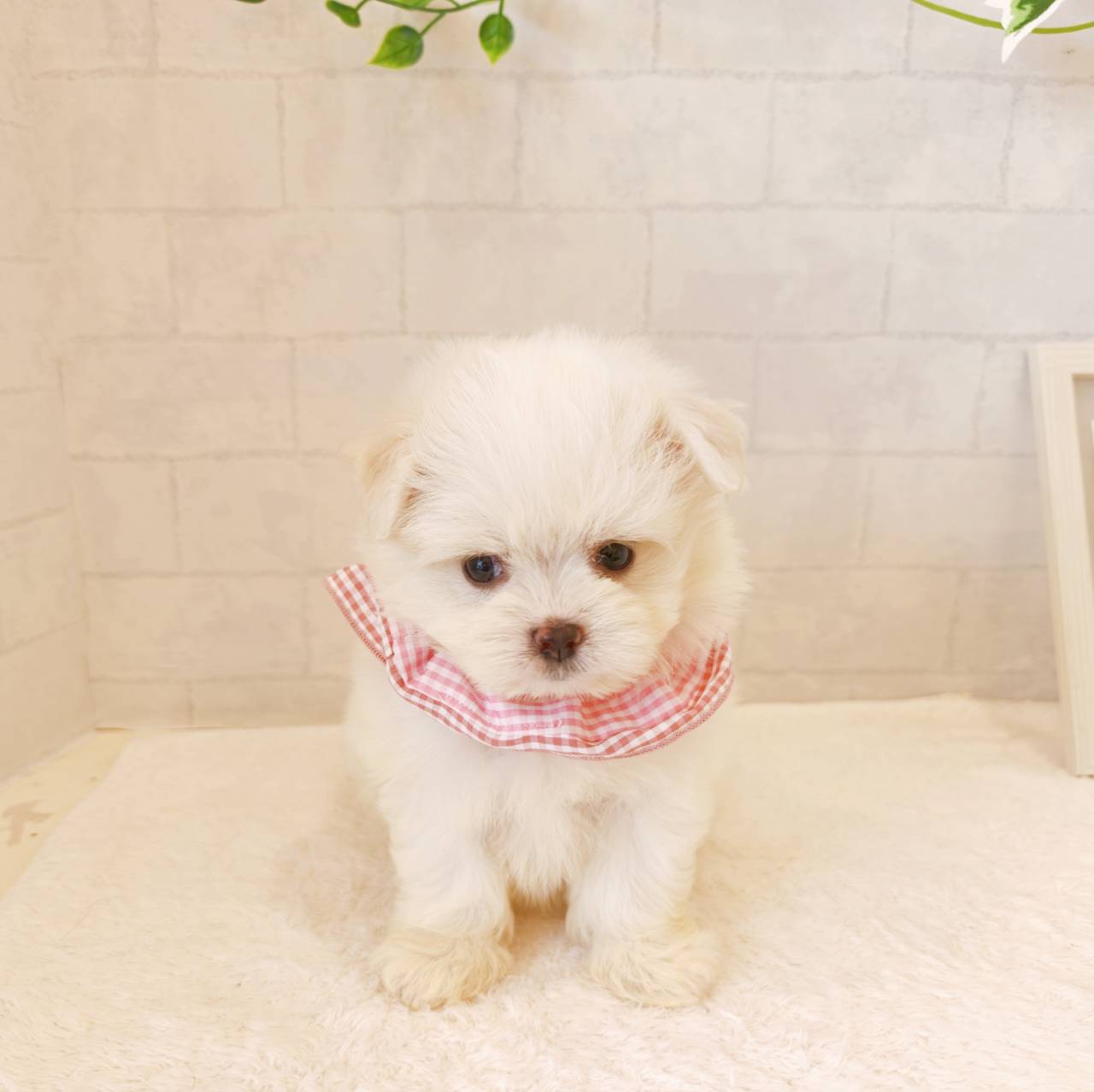 ポメラニアン・パグ・マルチーズ・トイプー・チワワ・柴犬パネルオーダー受付中 石川県のミックス犬・ハーフ犬の子犬|ペットミー