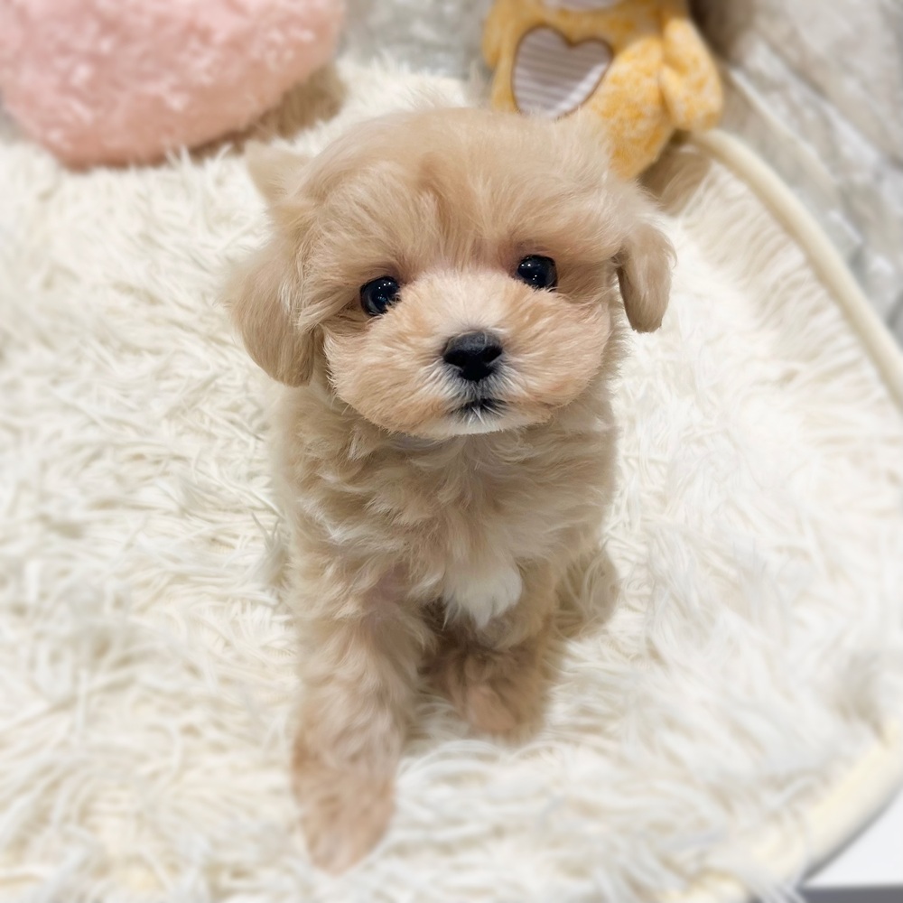 愛知県のマルプー(マルチーズ×プードル) (犬の家＆猫の里MiO香久山店/2026年7月14日生まれ/男の子/アプリコット)の子犬の3枚目の画像