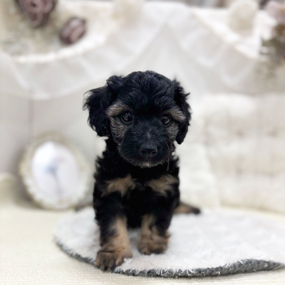 岐阜県のダップー(ダックス×プードル) (犬の家＆猫の里カラフルタウン岐阜店/2026年7月15日生まれ/女の子/ブラックタン)の子犬の3枚目の画像