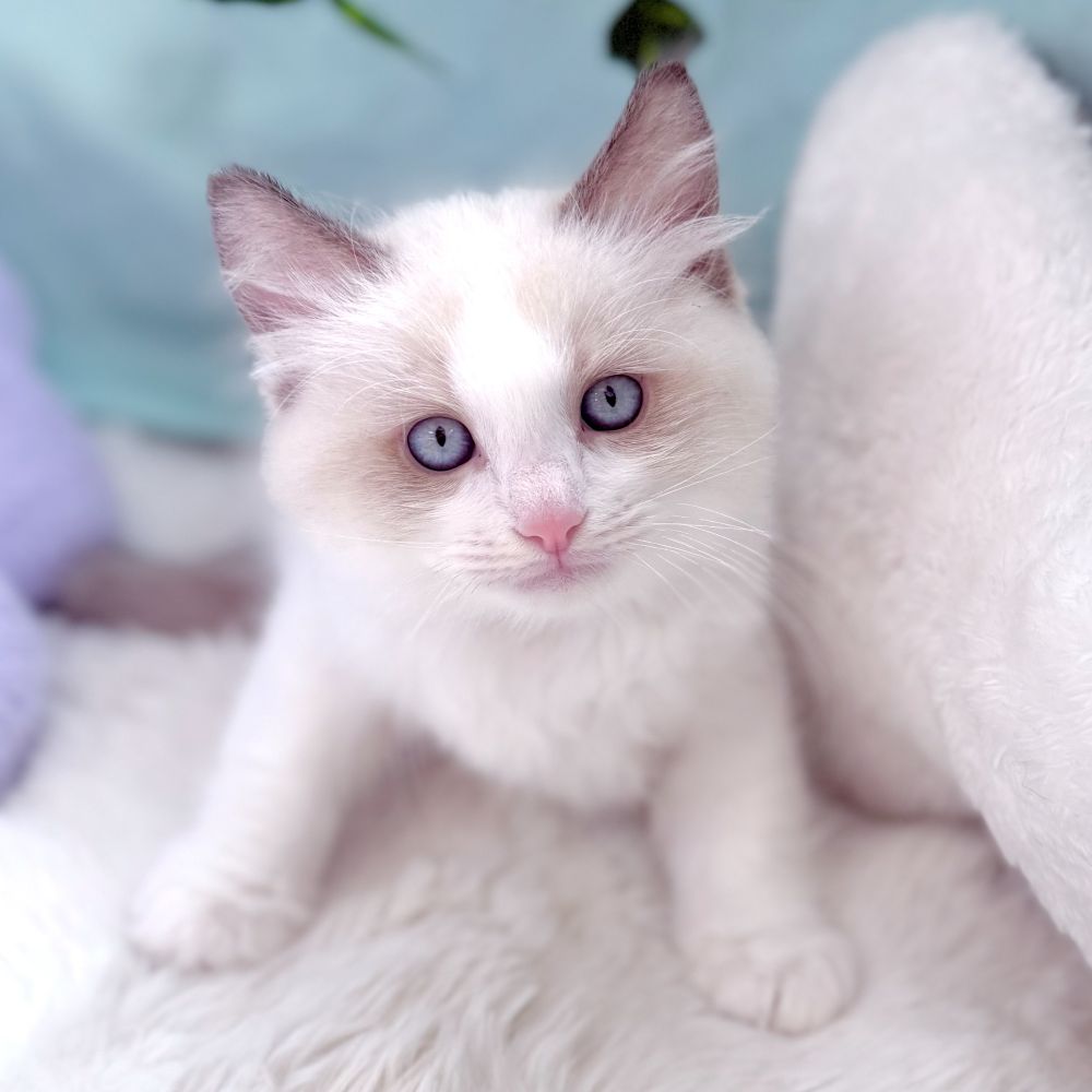 愛知県のラグドール (犬の家＆猫の里愛知刈谷店/2026年7月14日生まれ/男の子/シールポイントバイカラー)の子猫の3枚目の画像