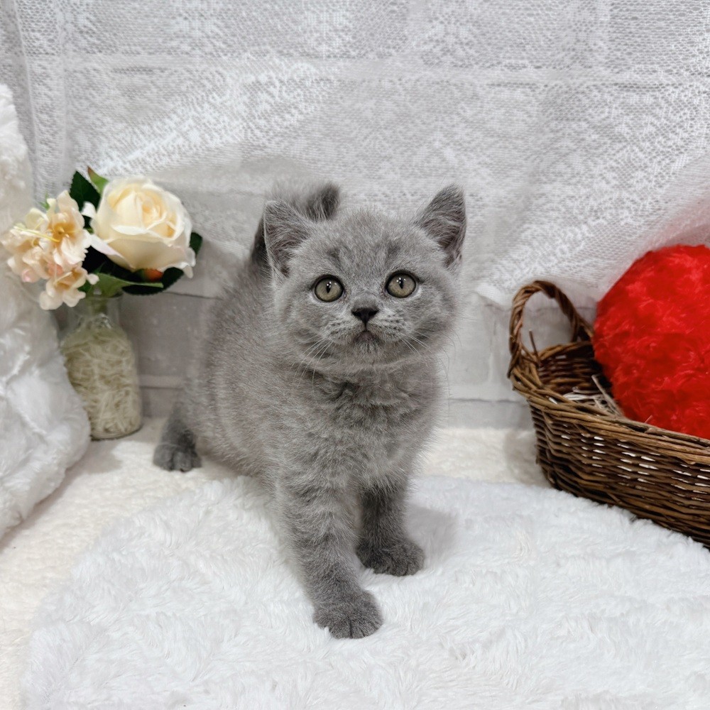 滋賀県のブリティッシュショートヘアー (犬の家＆猫の里長浜店/2026年7月15日生まれ/男の子/ブルー)の子猫の3枚目の画像