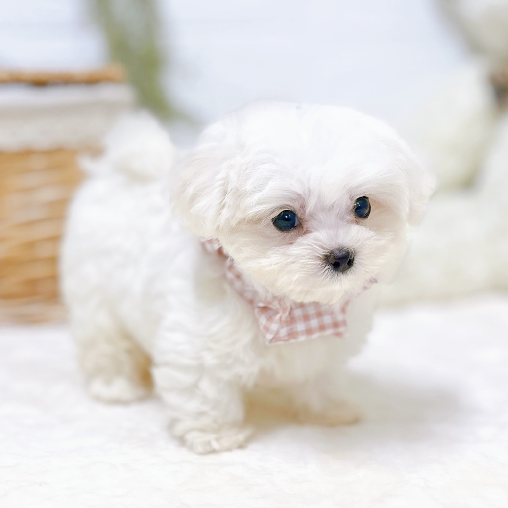滋賀県のハーフ犬・ミックス犬 (犬の家＆猫の里近江八幡店/2026年7月15日生まれ/女の子/ホワイト)の子犬の3枚目の画像