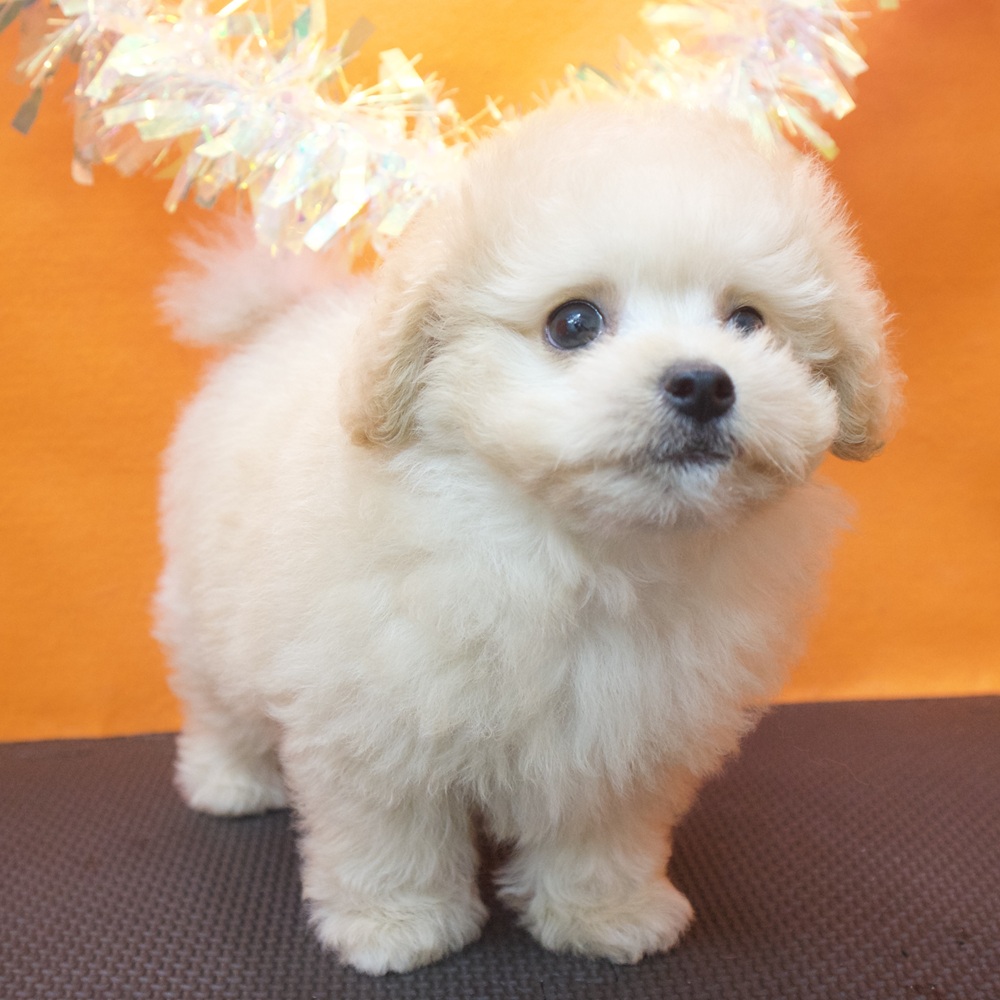 大阪府のポメプー(ポメラニアン×プードル) (犬の家＆猫の里吹田店/2026年7月16日生まれ/男の子/クリーム)の子犬の3枚目の画像