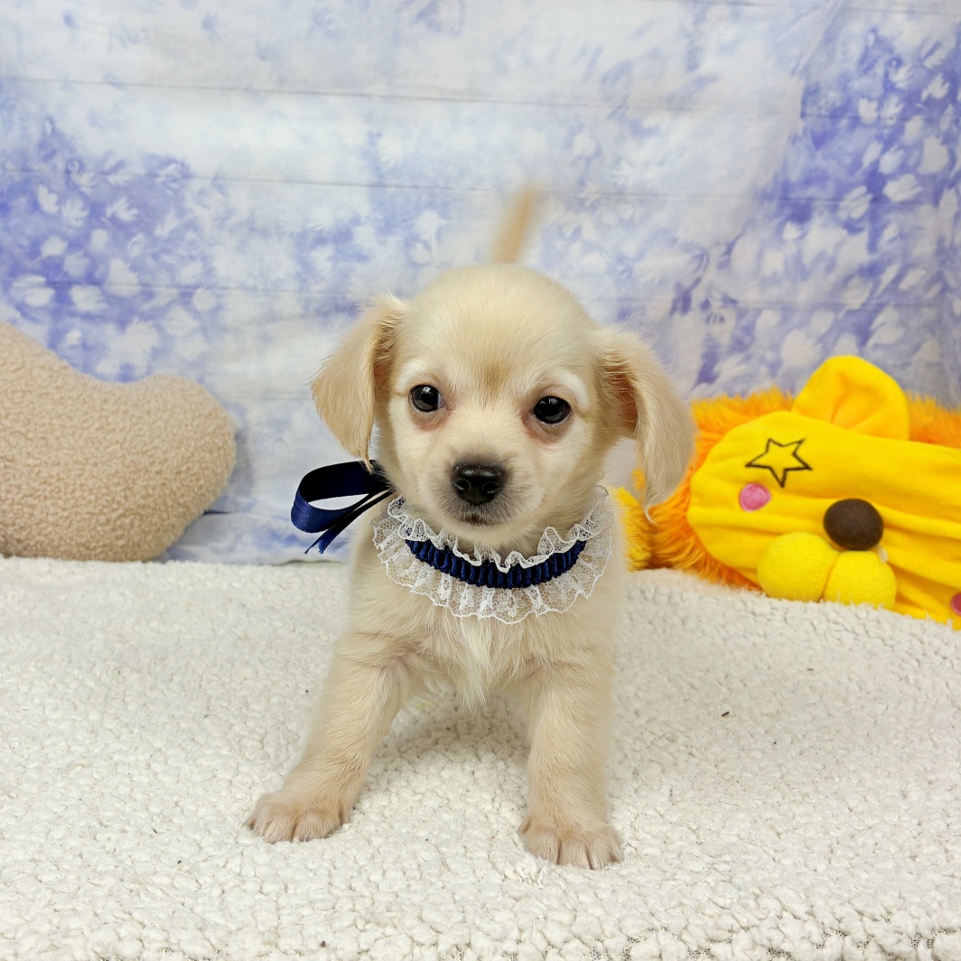 兵庫県のチワックス(チワワ×ダックス) (犬の家＆猫の里川西店/2026年7月15日生まれ/男の子/クリーム)の子犬の3枚目の画像