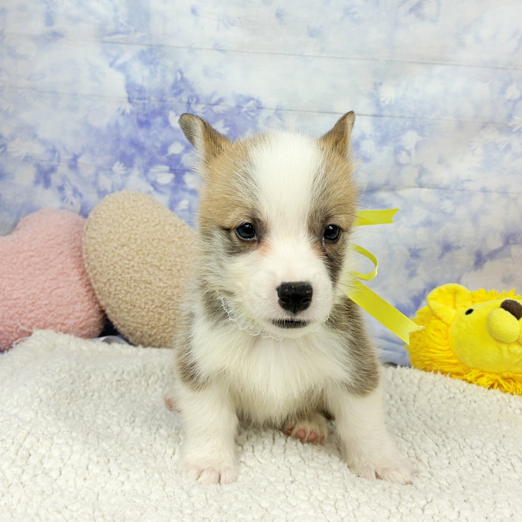 兵庫県のウェルシュコーギーペンブローク (犬の家＆猫の里川西店/2026年7月16日生まれ/女の子/セーブルホワイト)の子犬の3枚目の画像